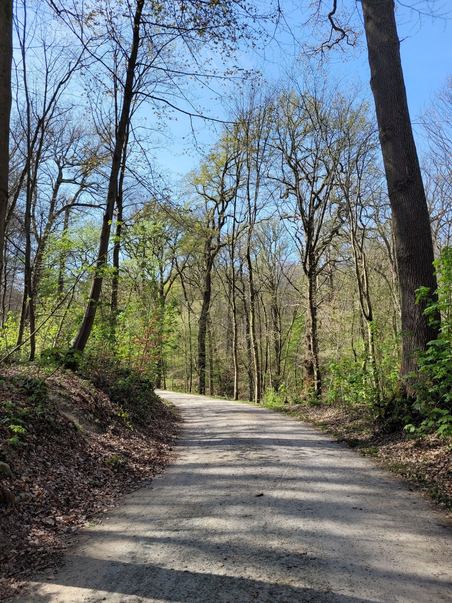 chemin forêt de Soignes