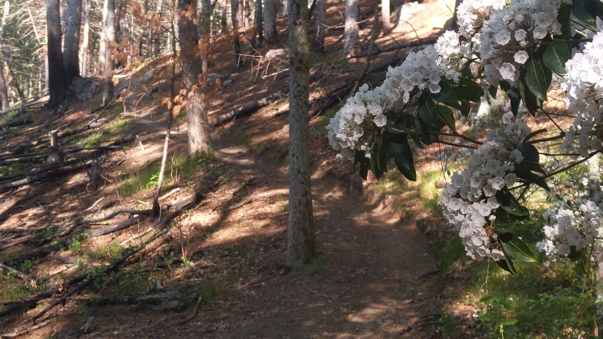 mountain Laurel