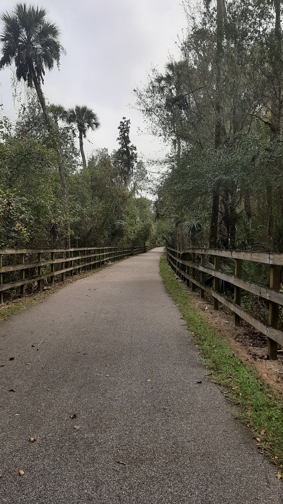 A paved path lined with wooden fences and lush trees, including palm trees. - Spring-to-Spring Trail