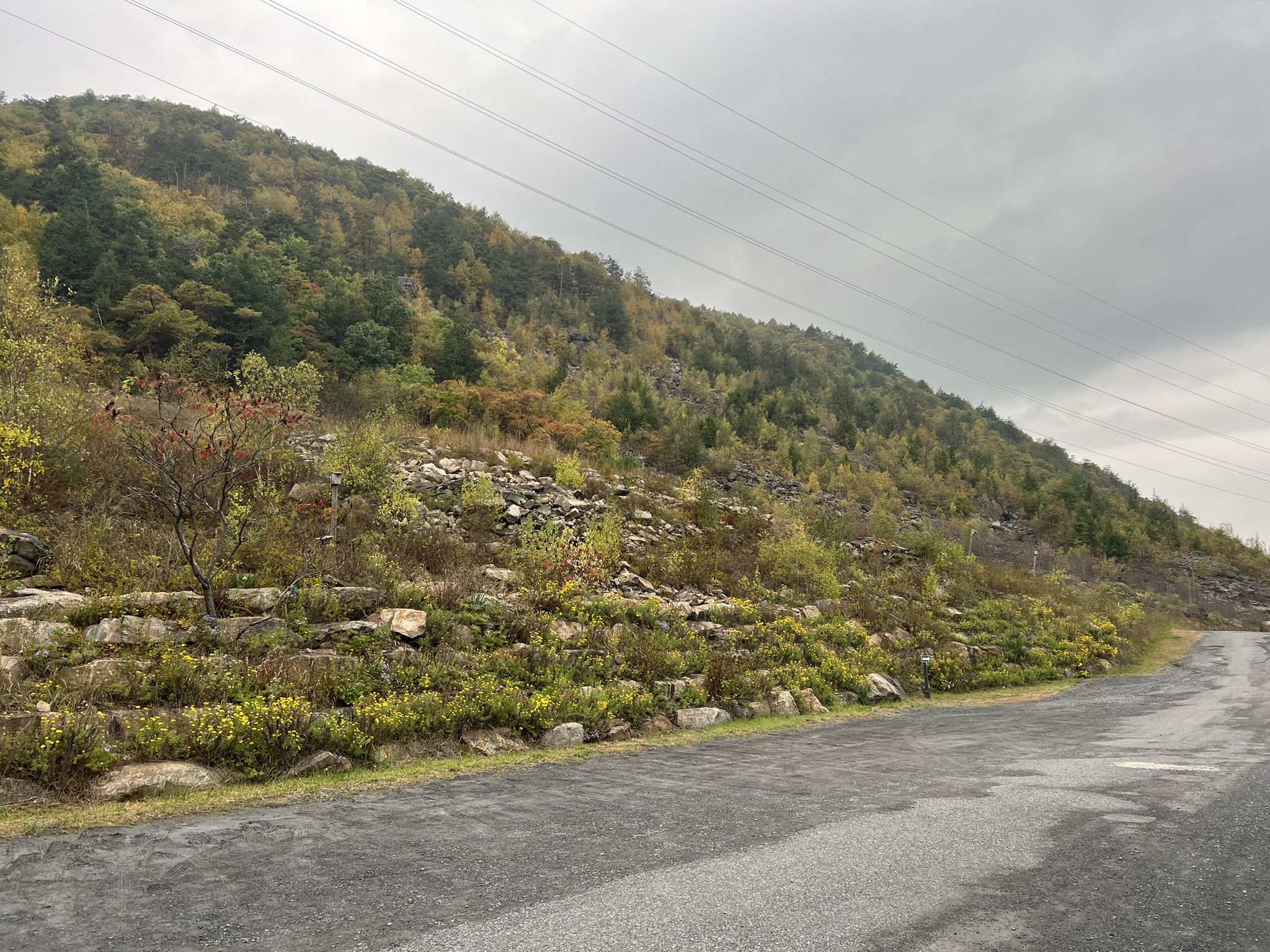 Paved road next to a rocky, tree-covered hillside under a cloudy sky. - Bypass and Woodpecker Trail Loop