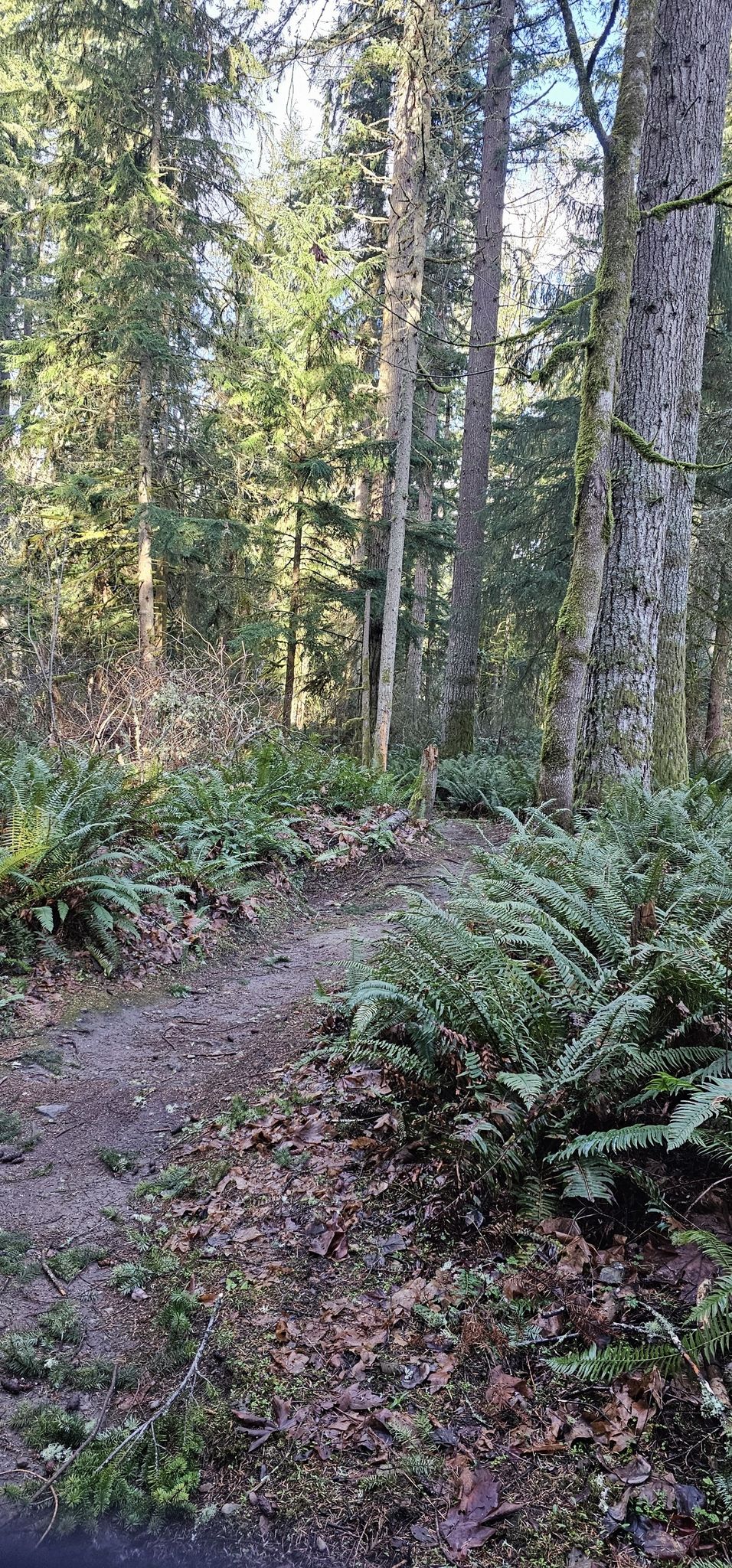 Forest path surrounded by lush ferns and tall trees. - Devil's Slide Trail – Soaring Eagle Regional Park loop from Hazel Wolf Wetlands Preserve