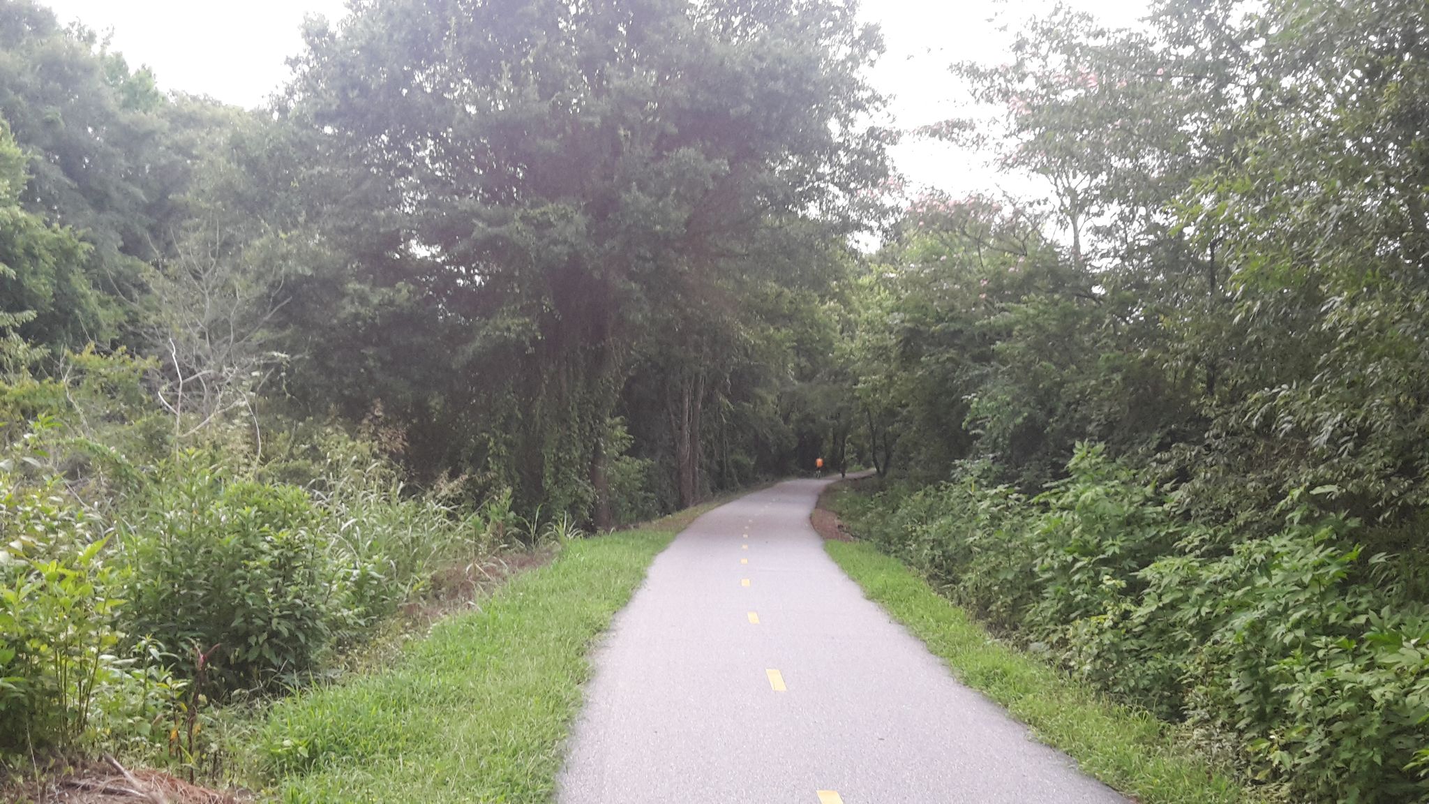 Paved path winding through dense green trees on an overcast day. - Swamp Rabbit Cafe & Grocery – Unity Park loop from Sans Souci