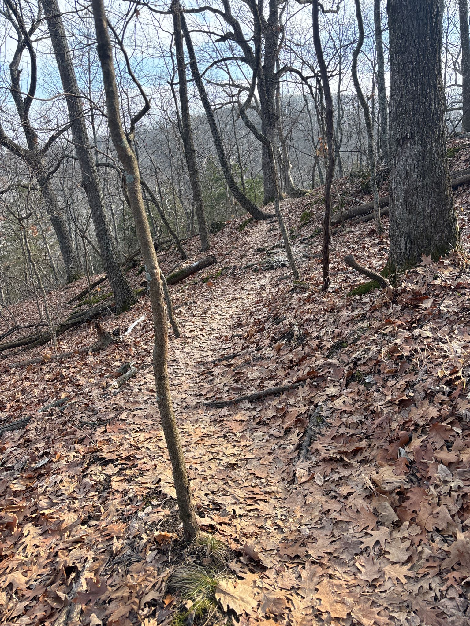 A leaf-covered dirt path ascends a steep hill through bare trees. - Eagle Valley Trailhead – Greensfelder Park loop from Six Flags St. Louis