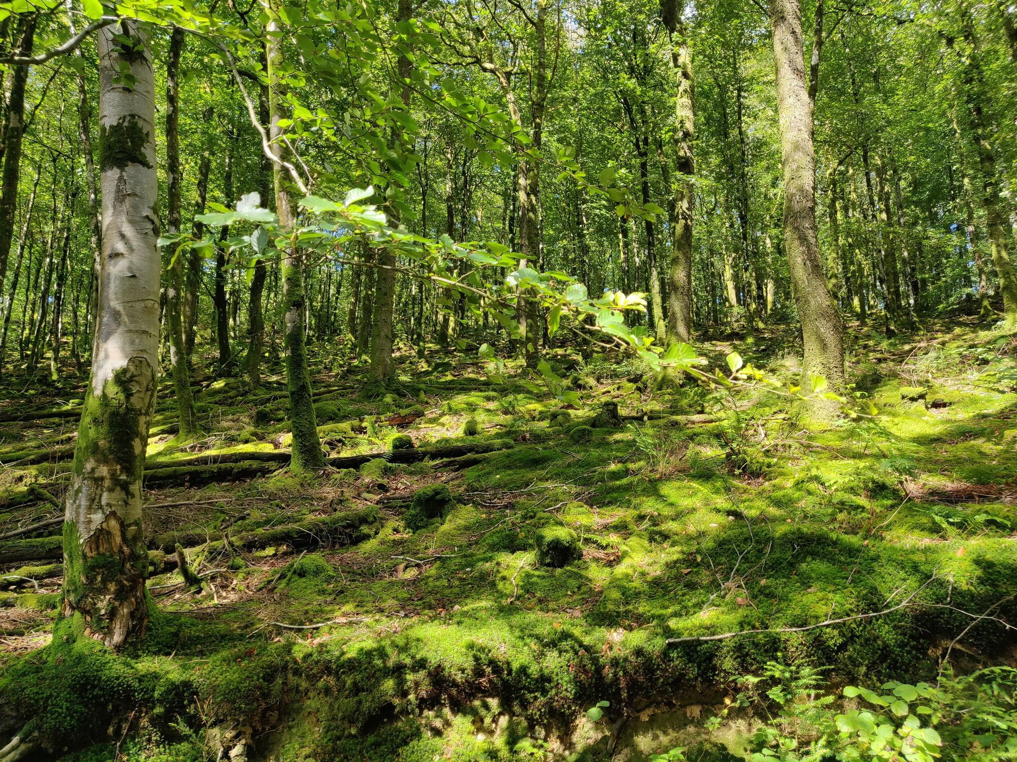 dappled light in woods