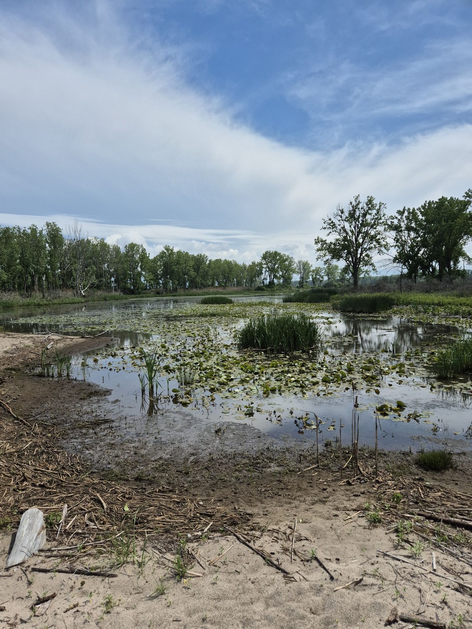 A tranquil wetland pond filled with lily pads under a partly cloudy sky. - Gull Point Trail