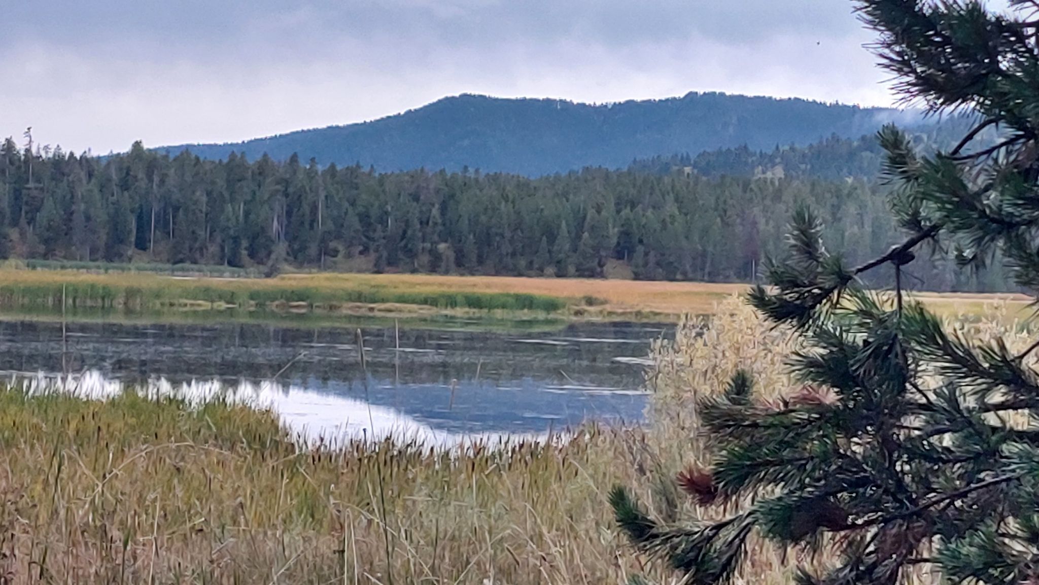 A calm lake reflecting a cloudy sky, surrounded by reeds and a forest. - Ridge Trail – Silver Lake loop from Harriman State Park