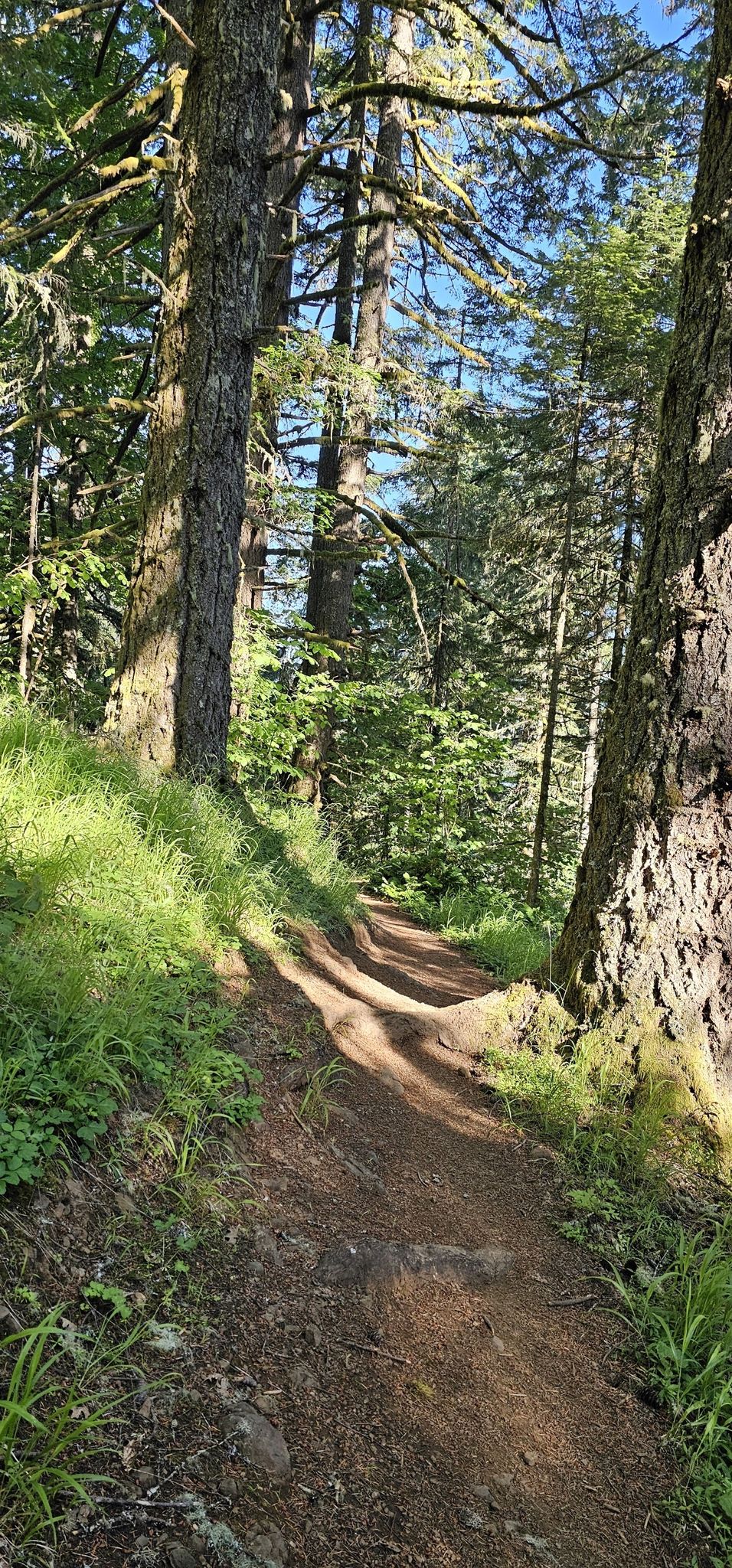 Sunlit dirt trail winding through a dense, green forest with tall trees. - Dimple Hill Loop via Dan's Trail