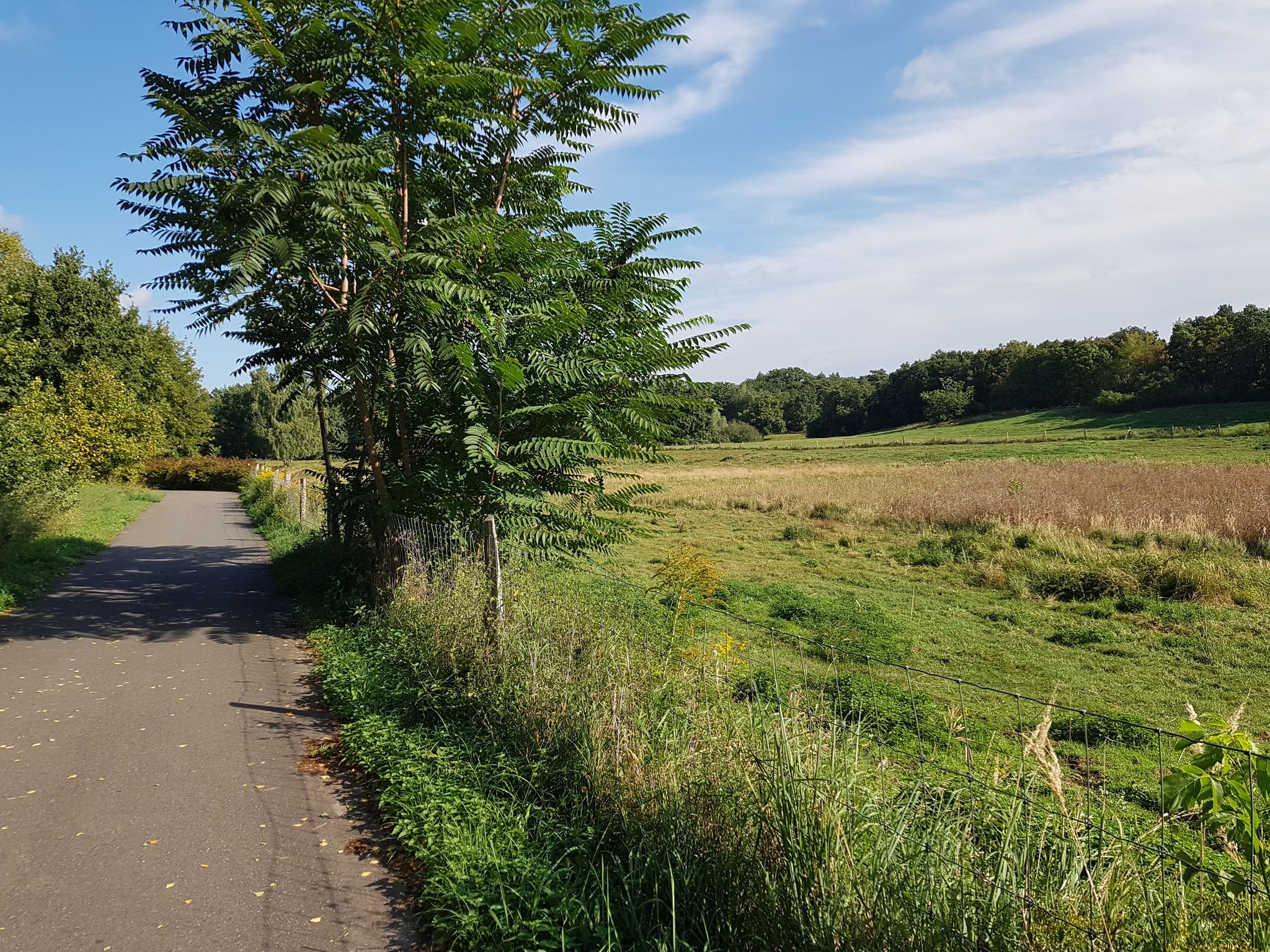 gut ausgebauter Radweg