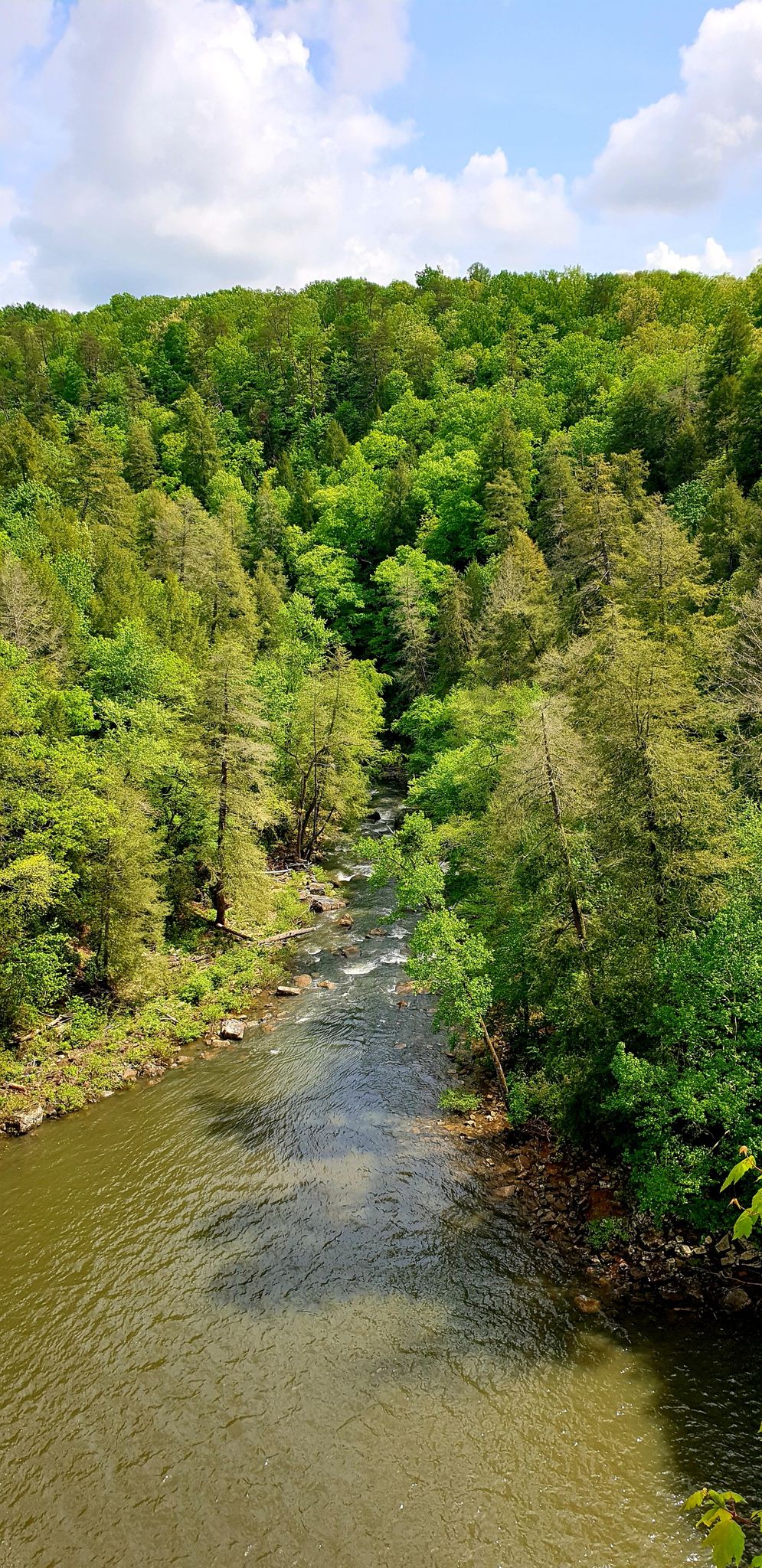 A river winds through a vibrant green forest under a partly cloudy sky. - View of Cane Creek Falls loop from Fall Creek Falls State Park