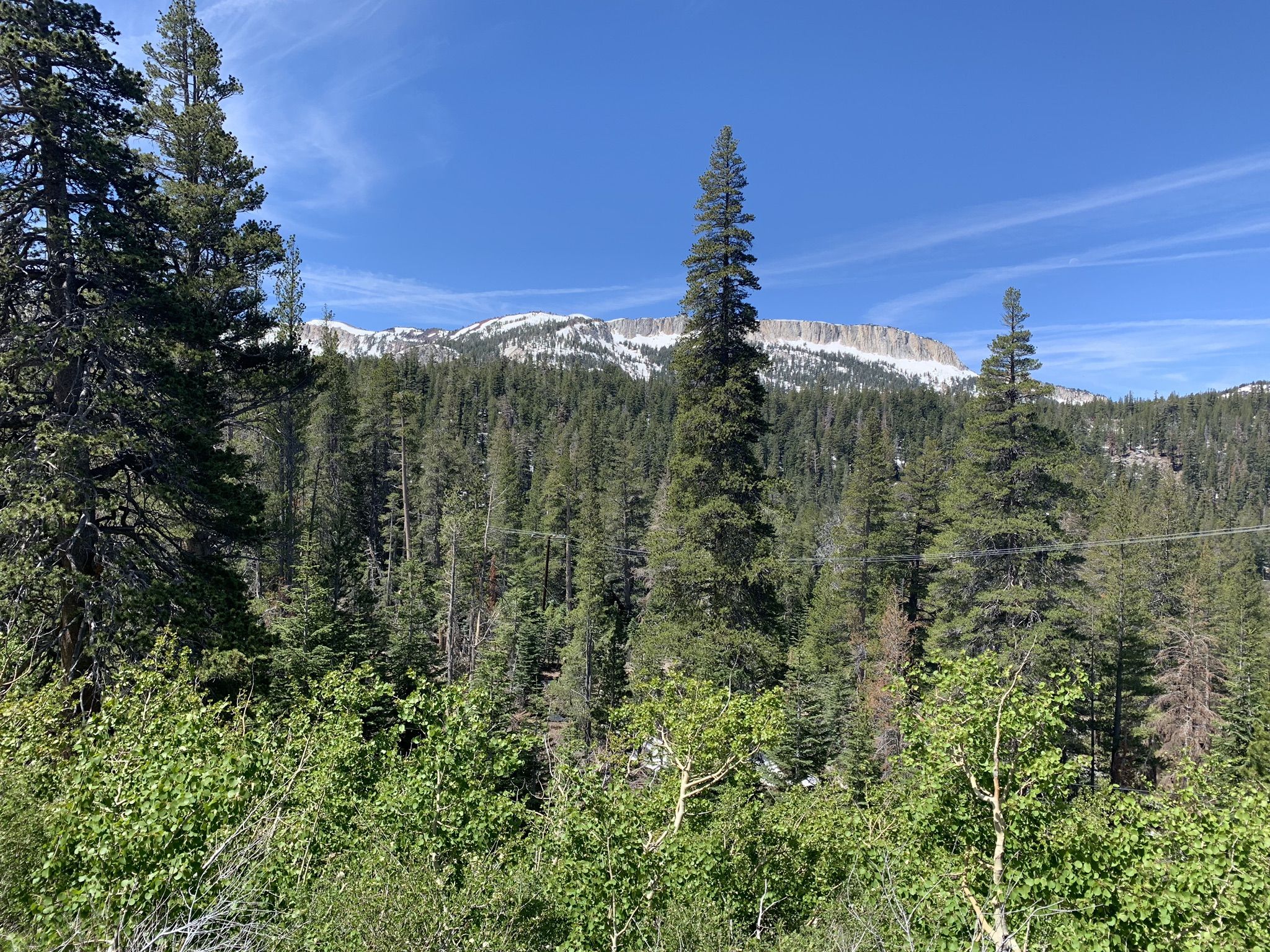 Dense green forest under a clear blue sky, with distant snow-capped mountains. - Mammoth Rock Trail and Lakes Basin Loop