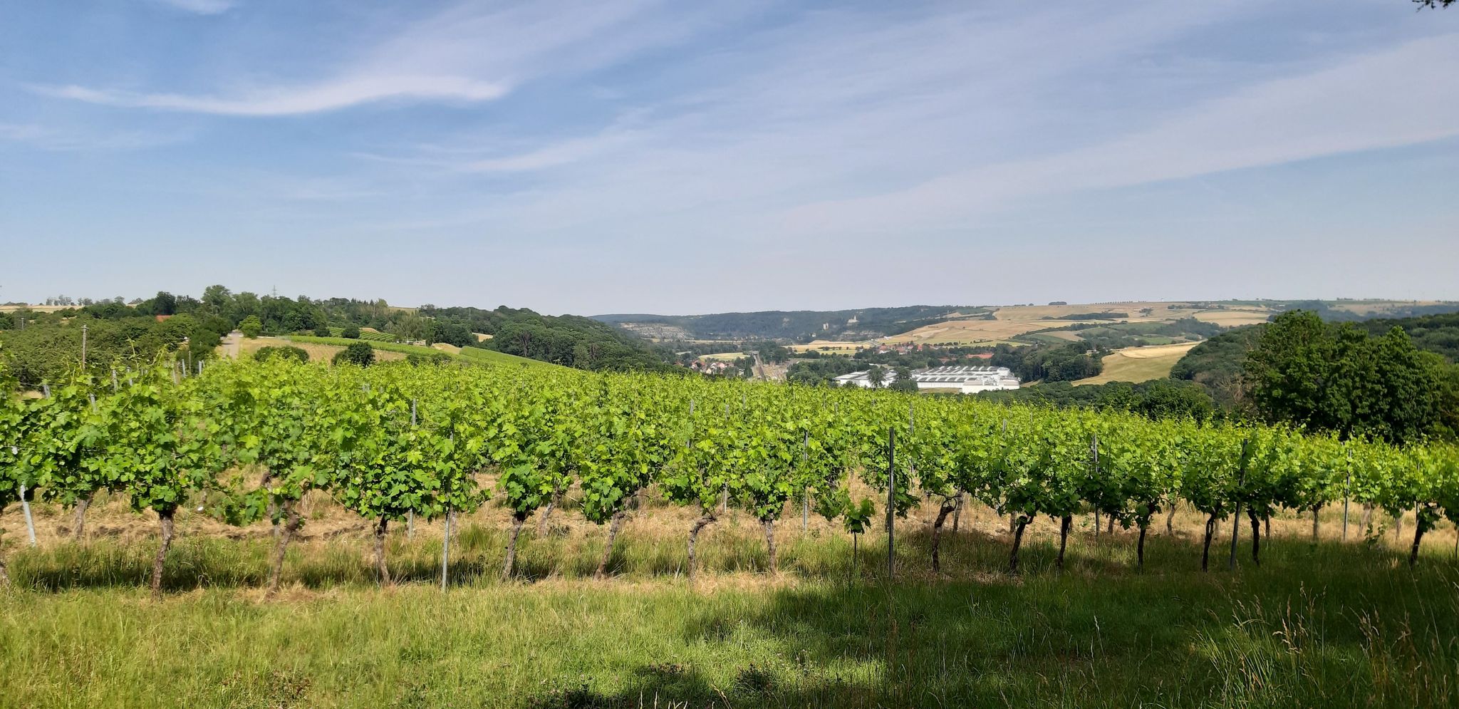 Thüringer Weinberg