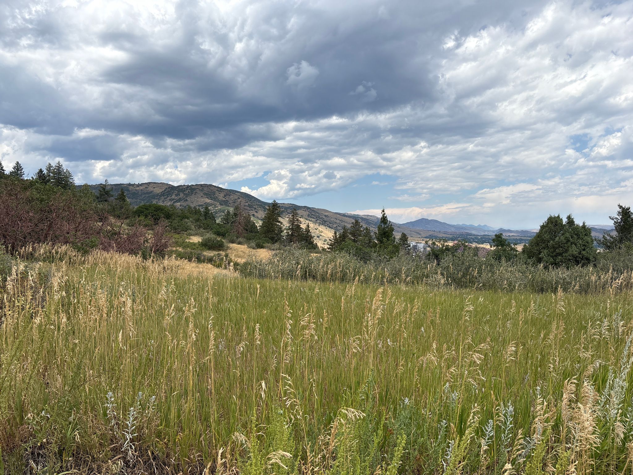 Tall golden grass in a field with distant hills under a cloudy sky. - Plymouth Mountain Loop