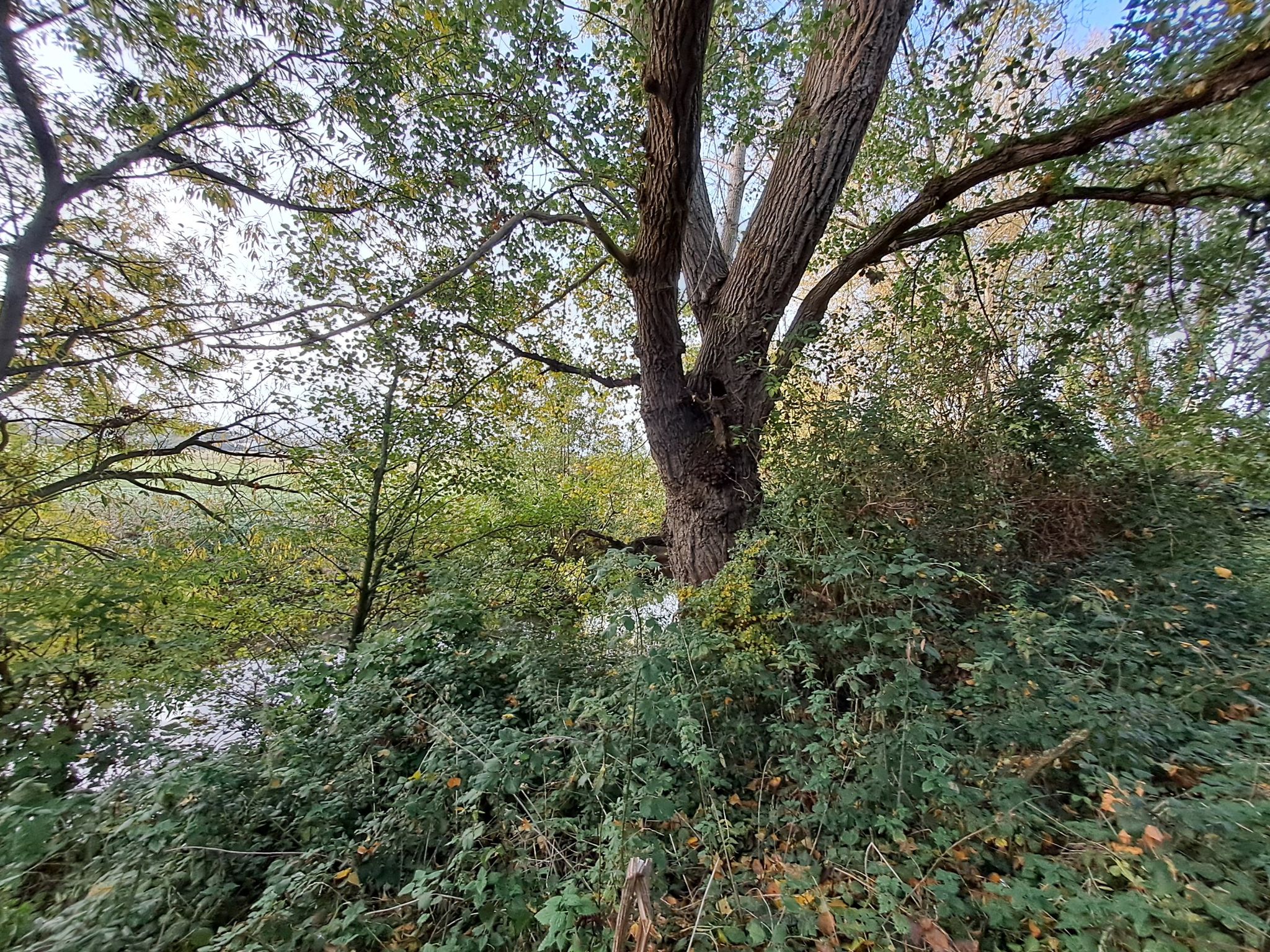 a kingfisher flew through here😁