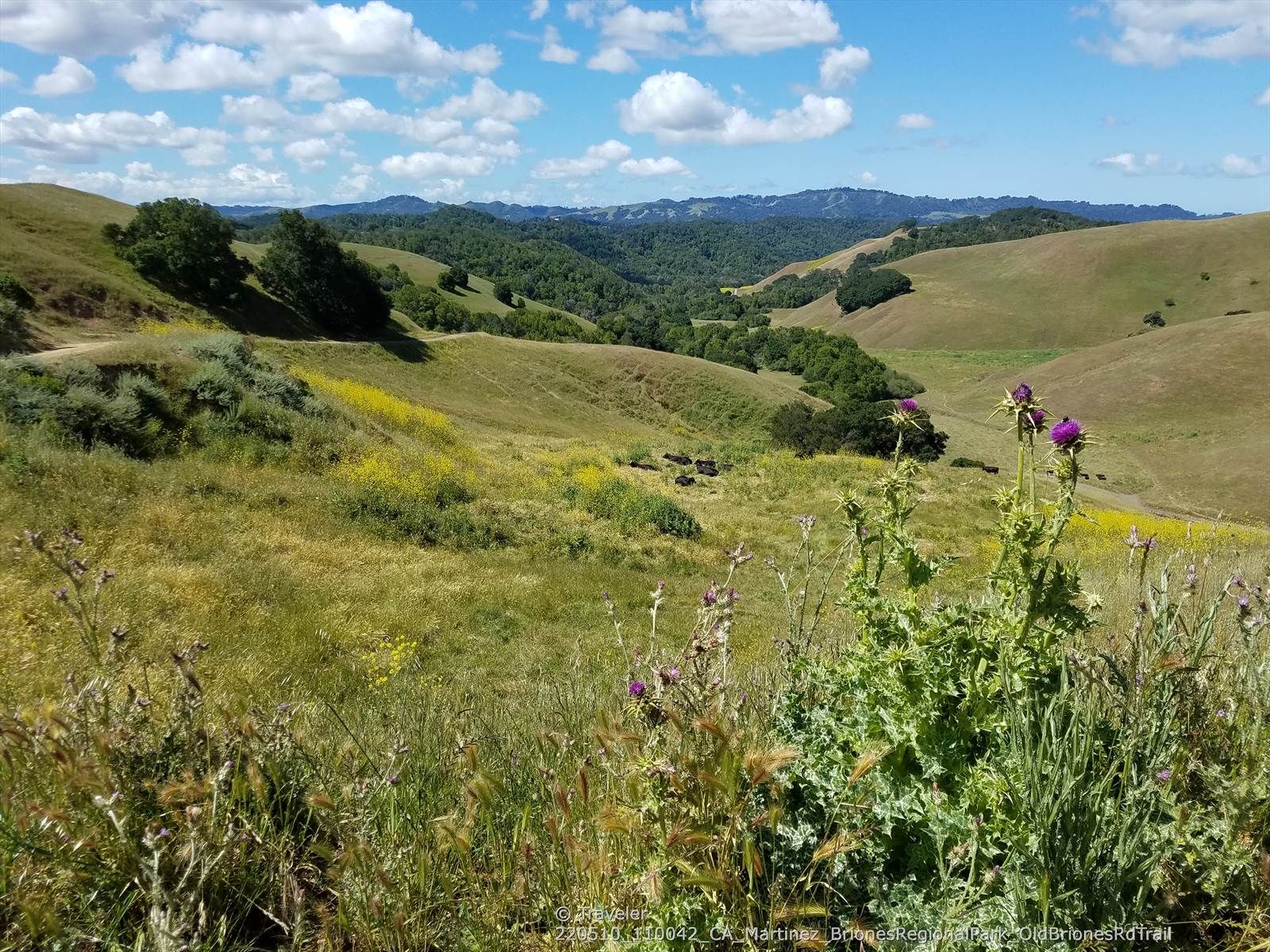 Purple and yellow wildflowers in foreground of green rolling hills. - Briones Peak Loop