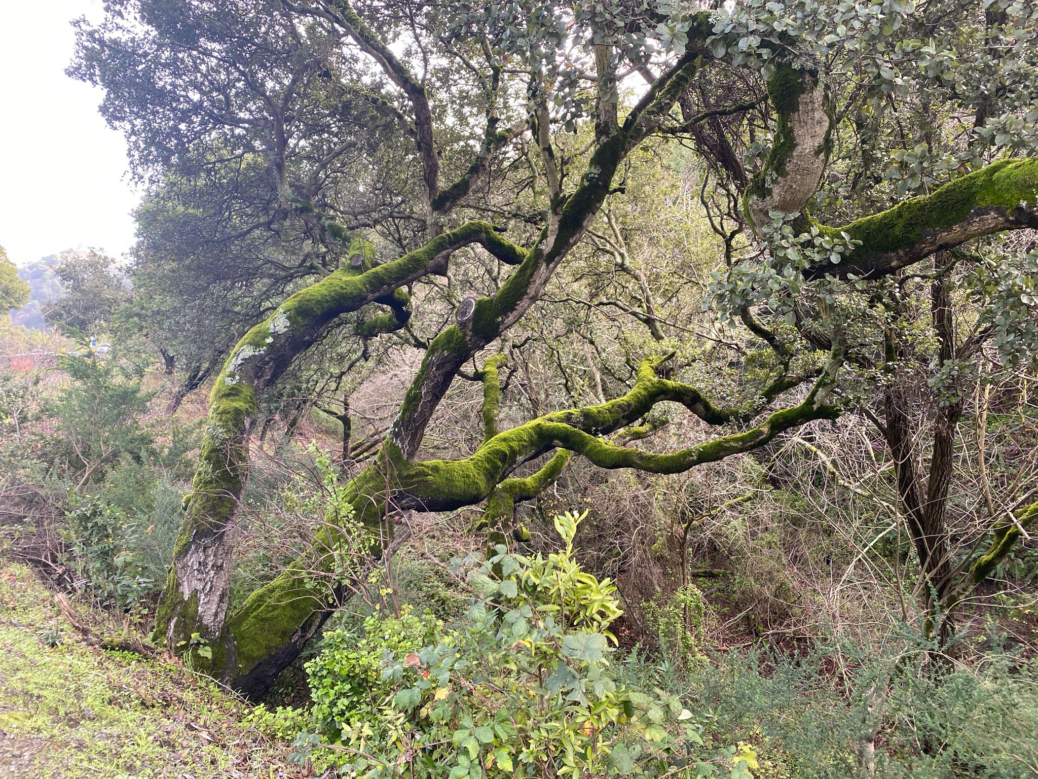 Gnarly, moss-covered tree branches reaching out in a dense forest. - Albany sign – Grizzly Peak Vista Point loop from El Cerrito Plaza