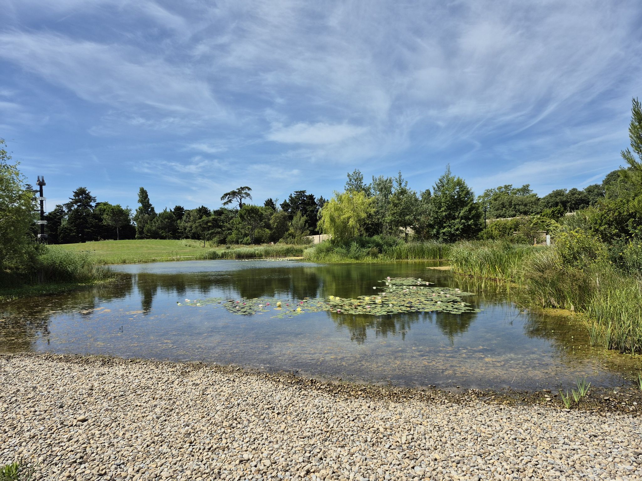 Teich  mit Seerosen