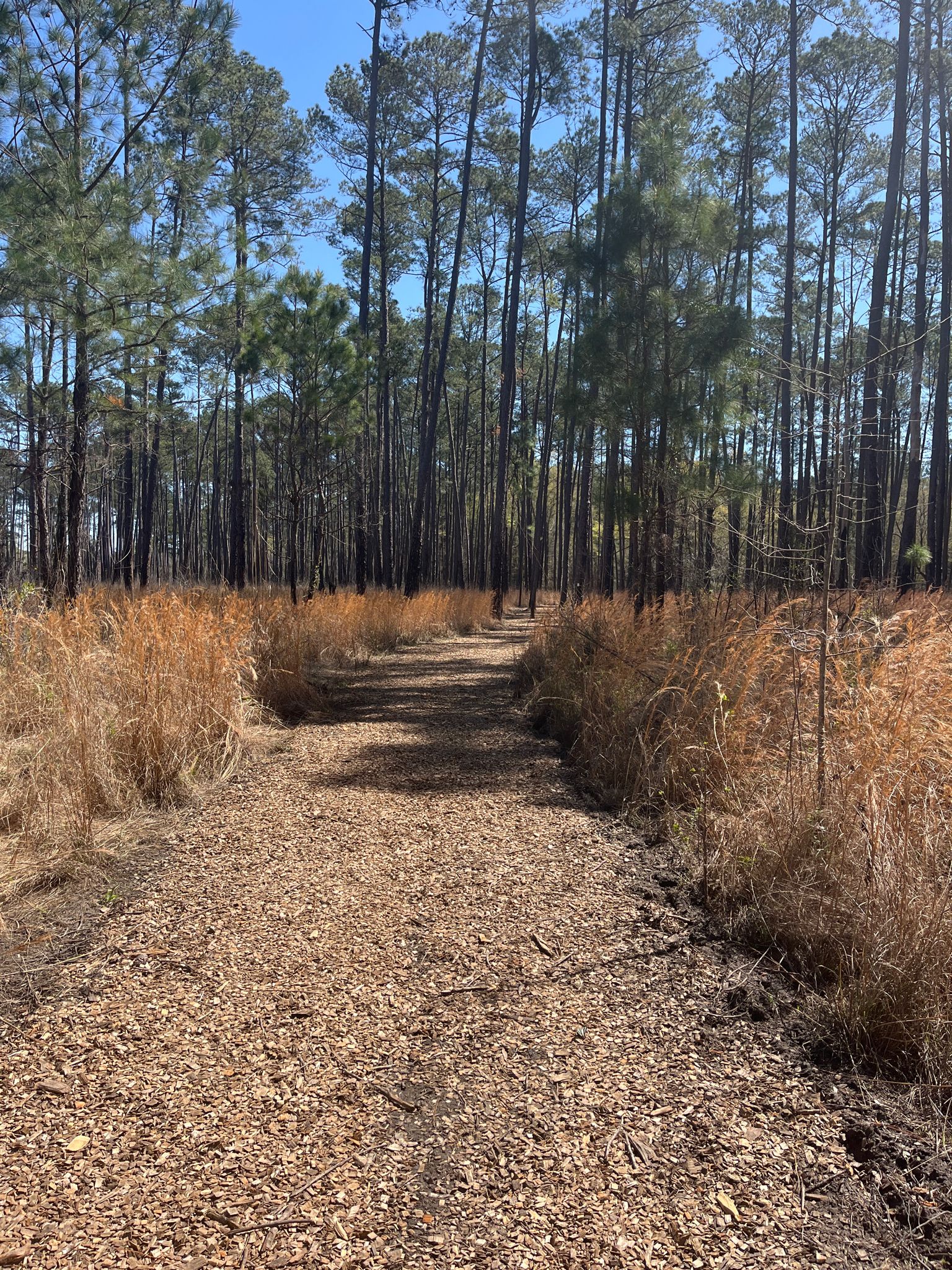 Sunny dirt path through tall pine trees and golden dry grass. - Bluff Trail