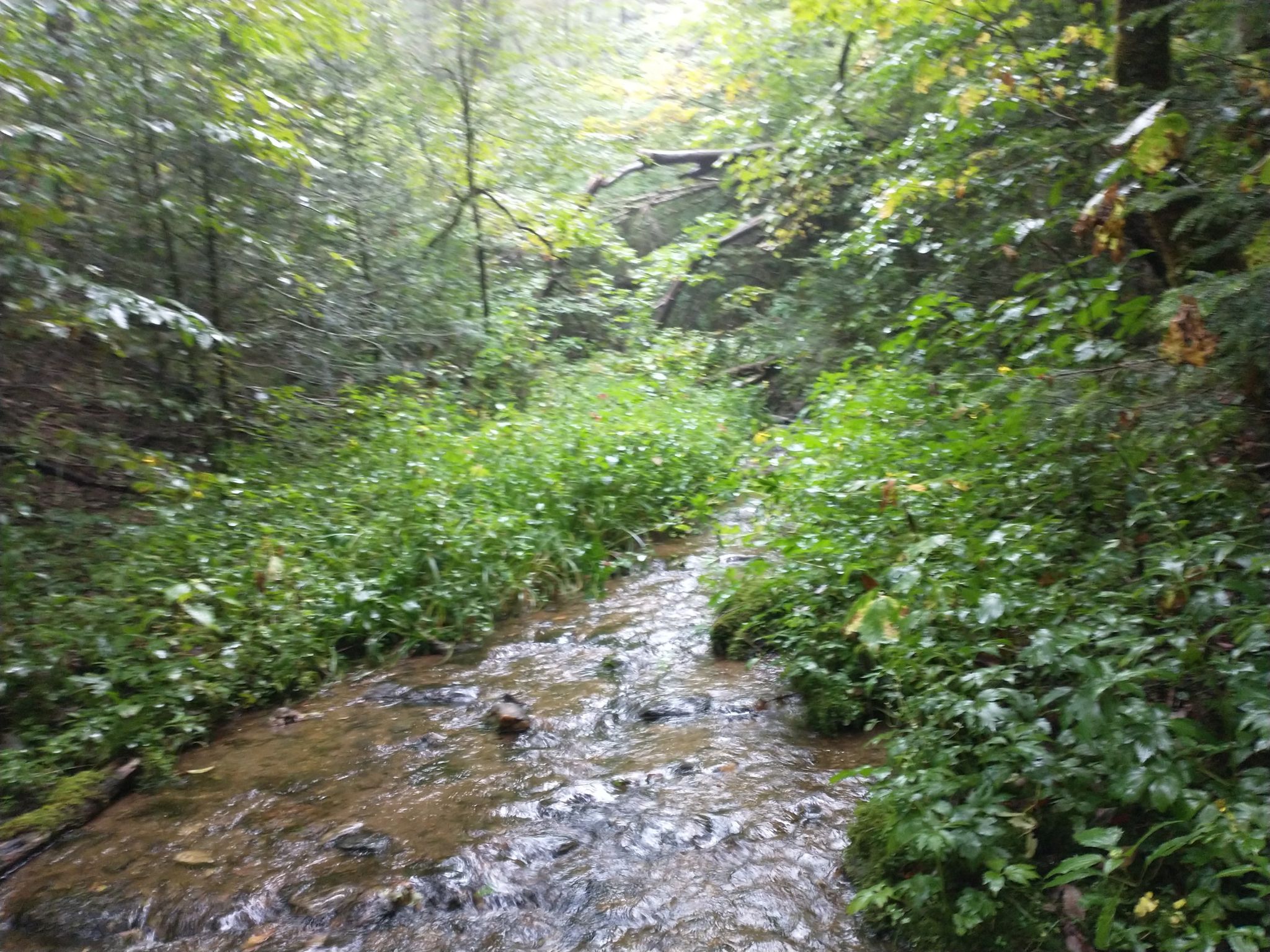 A narrow stream flows through a lush, green forest under diffused light. - Reinhart Knob and Richland Balsam Loop