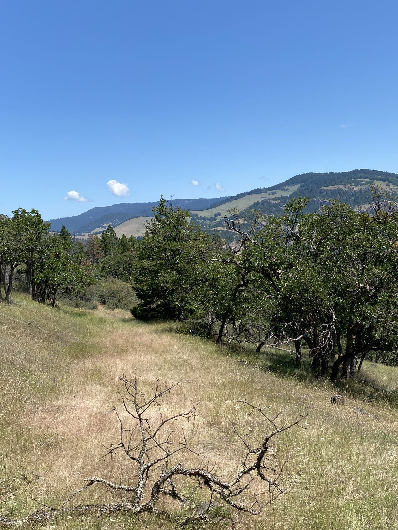 Sunny hillside with dry grass, scattered trees, and distant mountains under blue sky. - Buck Rock Tunnel Trail