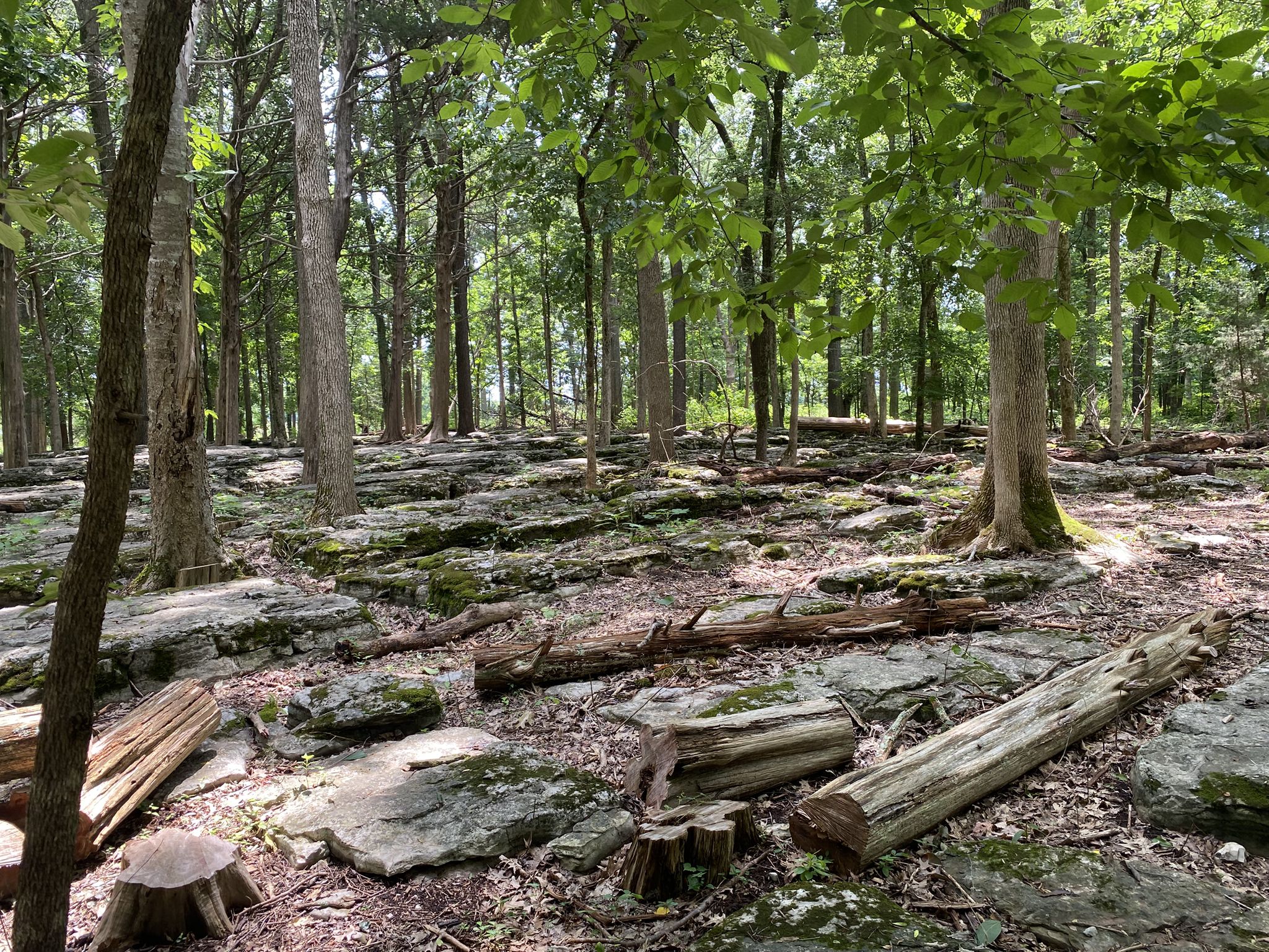 Forest floor covered in mossy rocks and fallen logs under dappled sunlight. - Boundary Trail