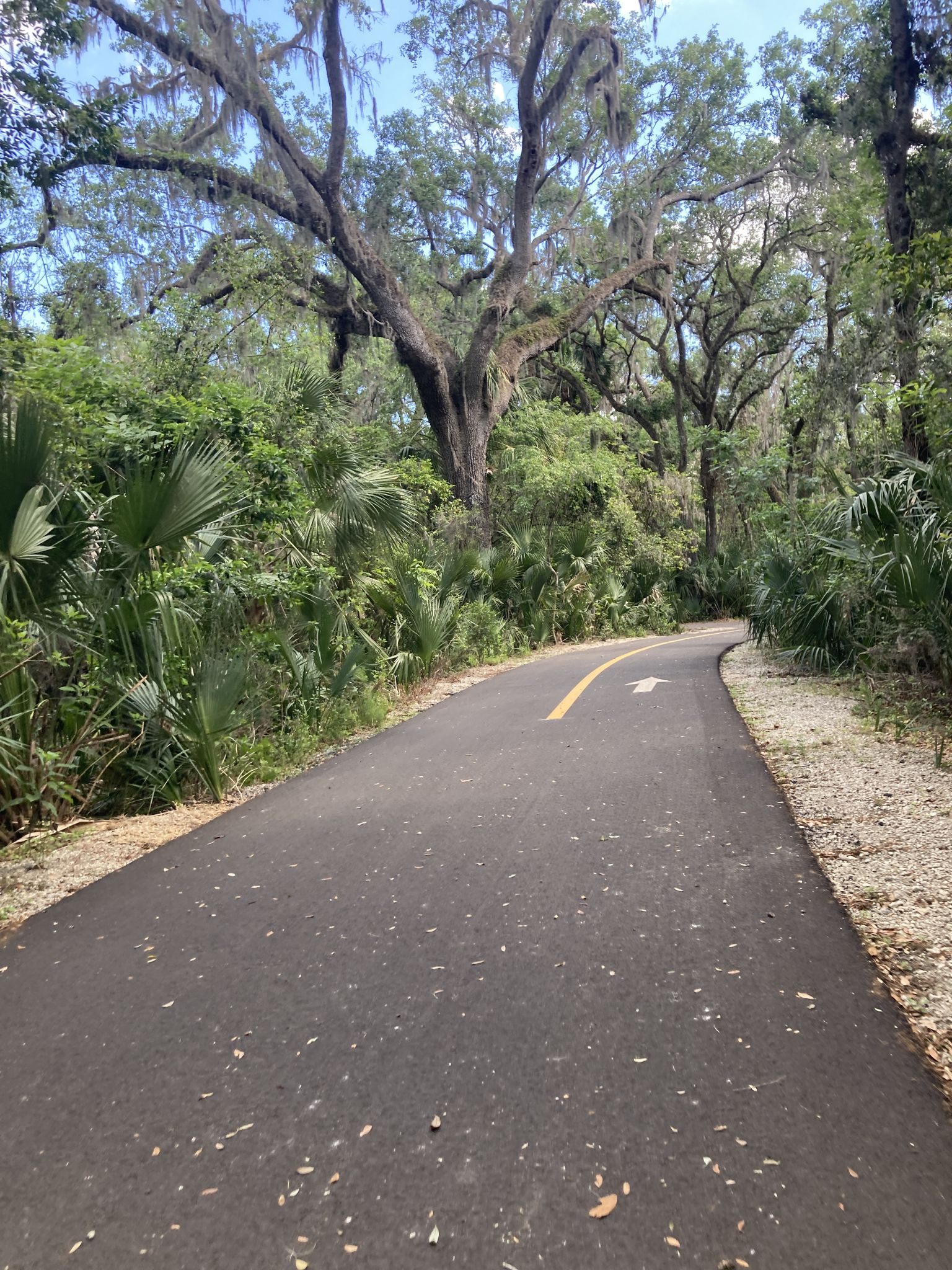 Paved path winding through a dense, lush green forest on a sunny day. - Gemini Springs – Railway Overpass loop from Orange City - Saxon Lot