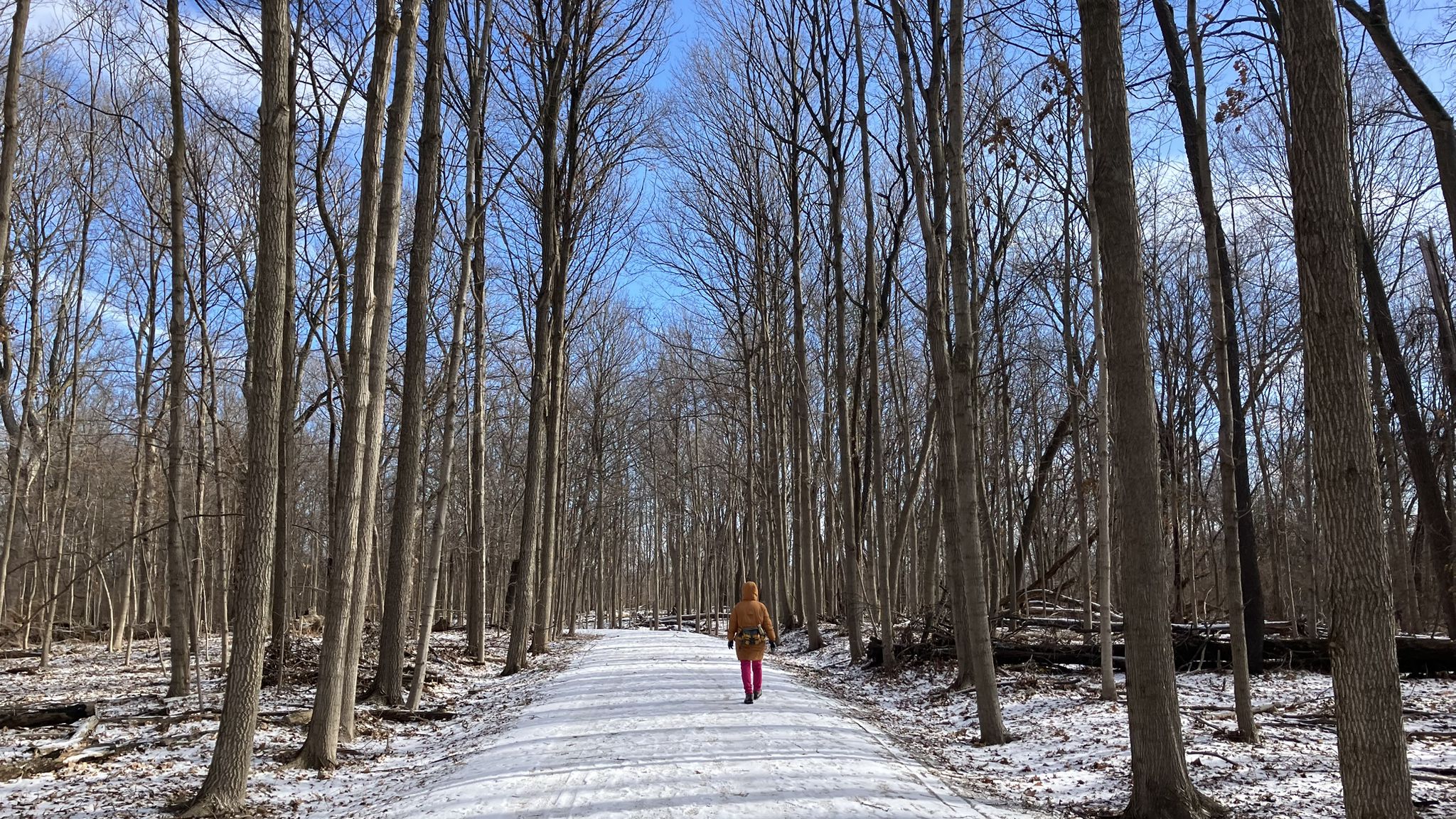 Person walks on a snowy path through a dense forest of bare trees. - West Branch DuPage River Trail