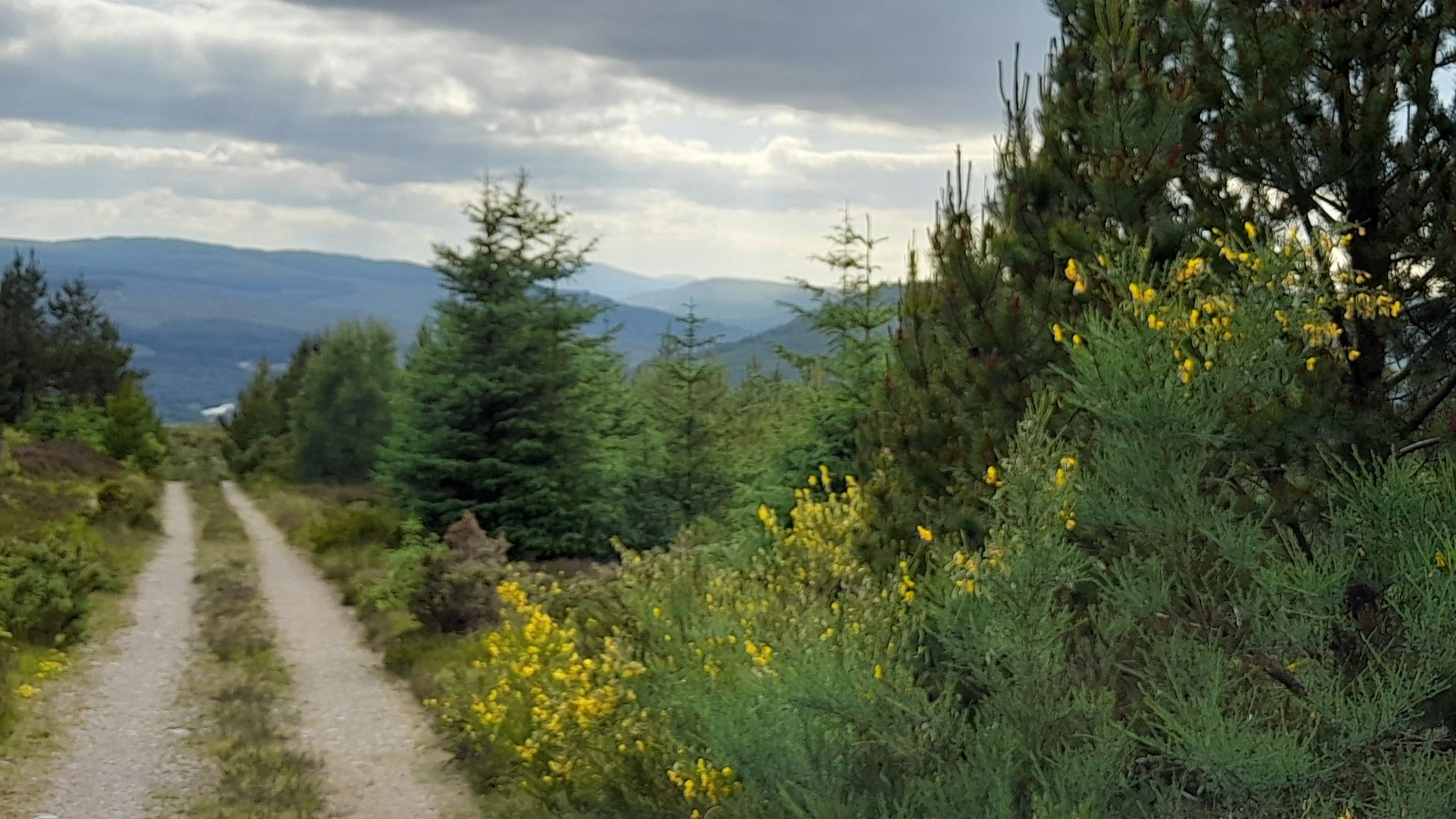 Sika Trail decision time