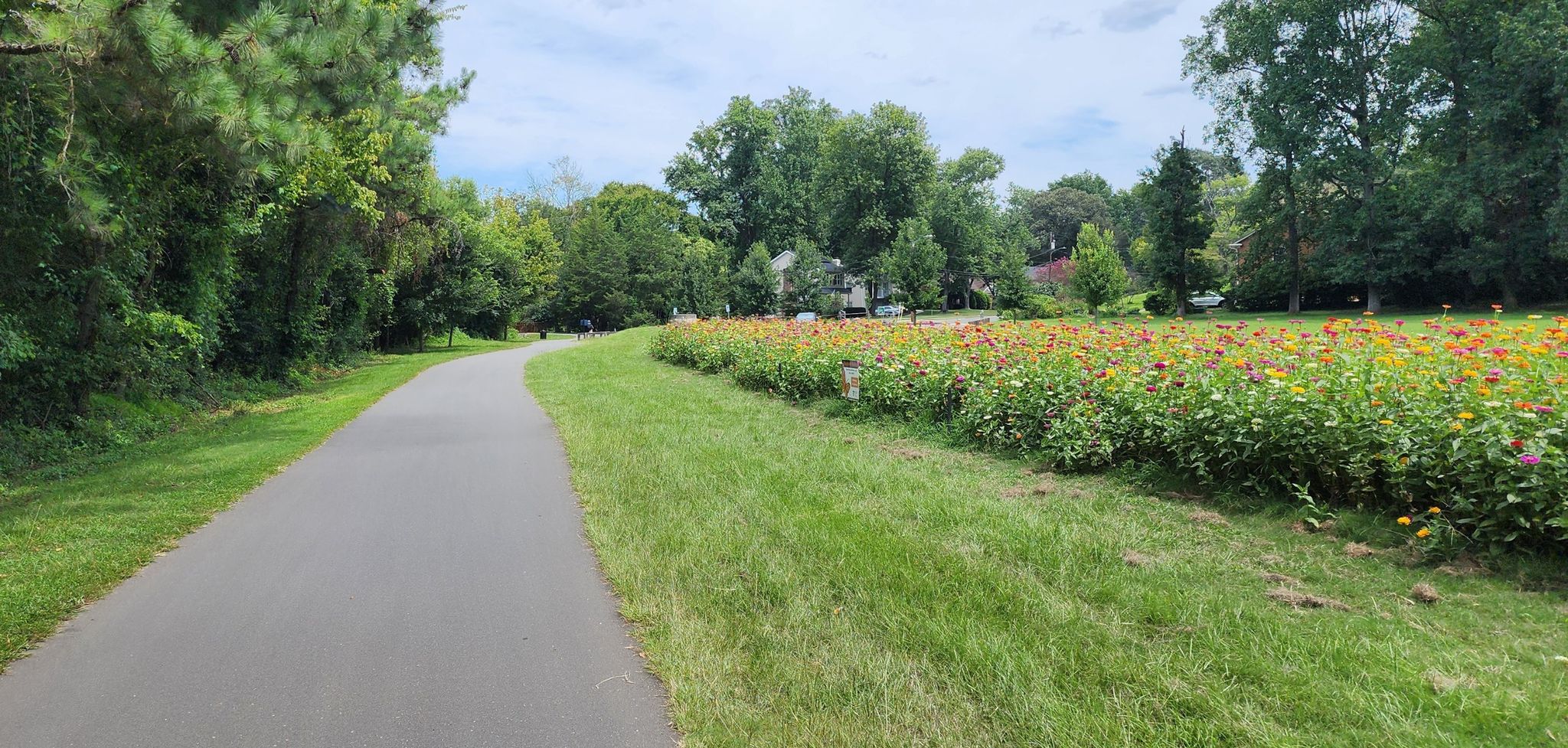 A paved path next to a vibrant field of colorful wildflowers under a bright sky. - Huntingtowne Farms Park loop from South Mecklenburg High School
