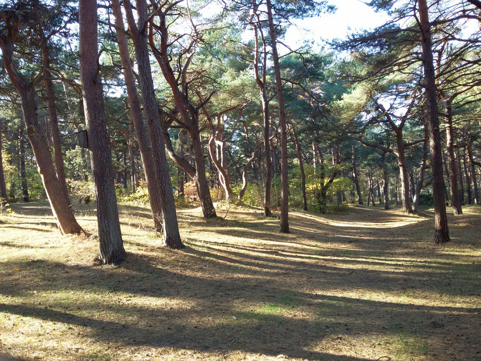 Dünenlandschaft