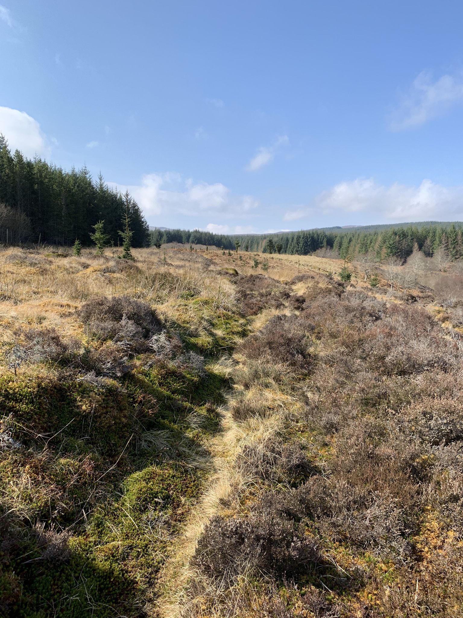 Walk round Ardgay