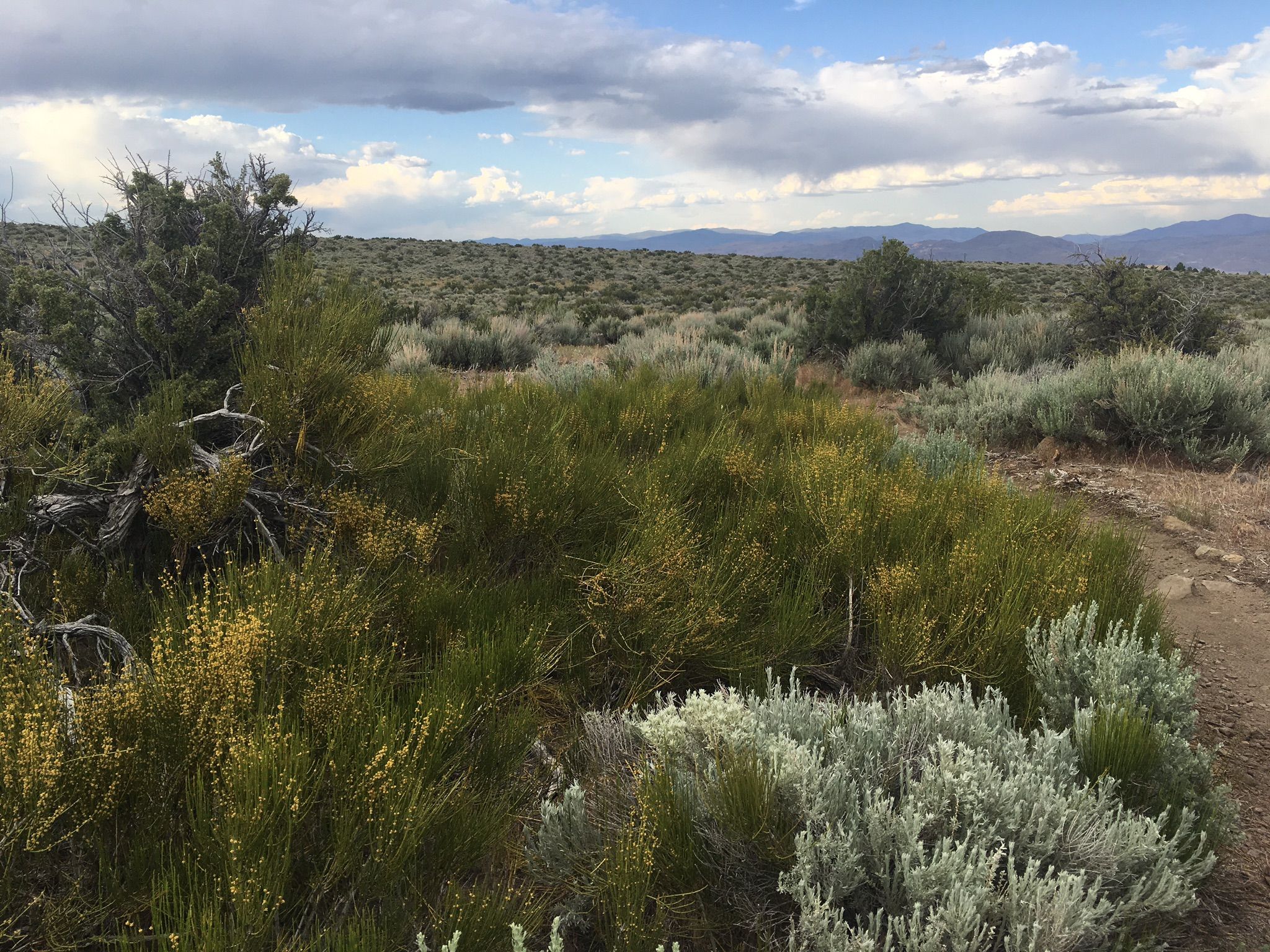 An expansive desert landscape with various green and silver shrubs under a cloudy sky. - Upper Thomas Creek Trail – Lower Thomas Creek Trail loop from Galena High School