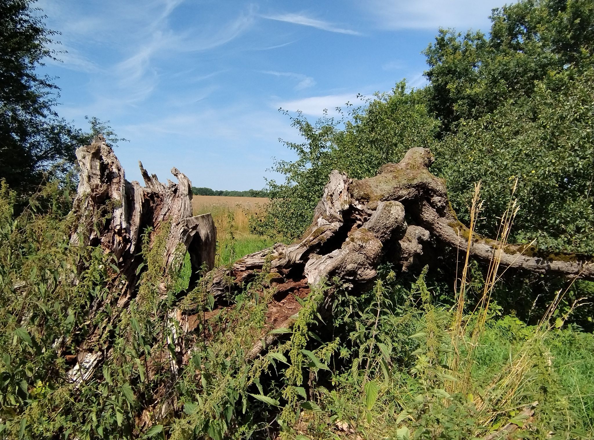 An einem sehr alten Wildapfelbaum....