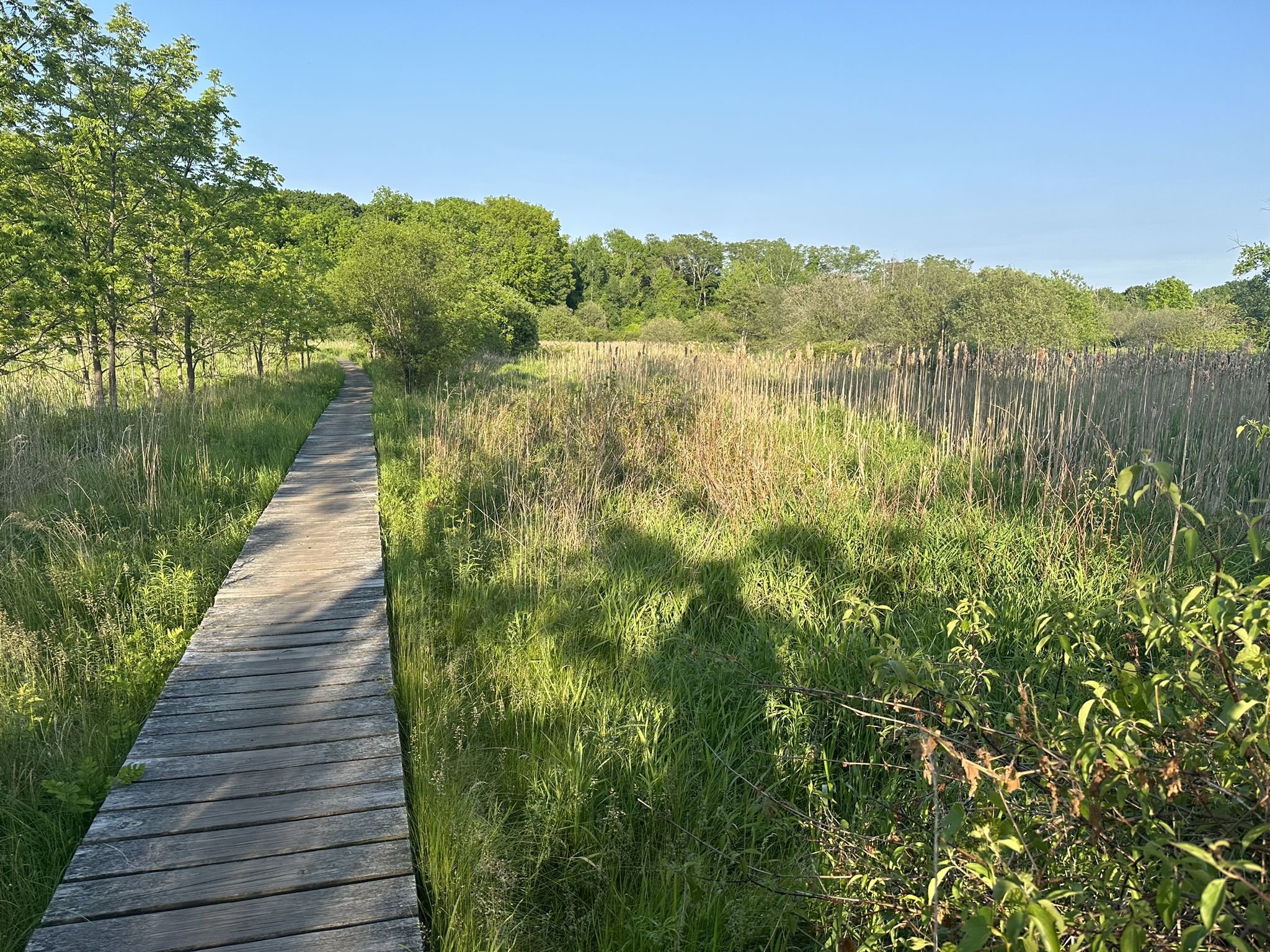 Wooden boardwalk through a sunny, grassy wetland with distant trees. - Western Greenway Loop