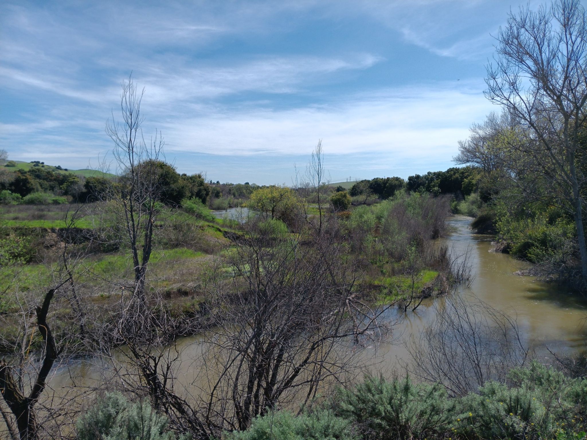 A muddy river winds through green and brown vegetation under a blue sky. - Coyote Creek and Los Alamitos Creek Trail Loop