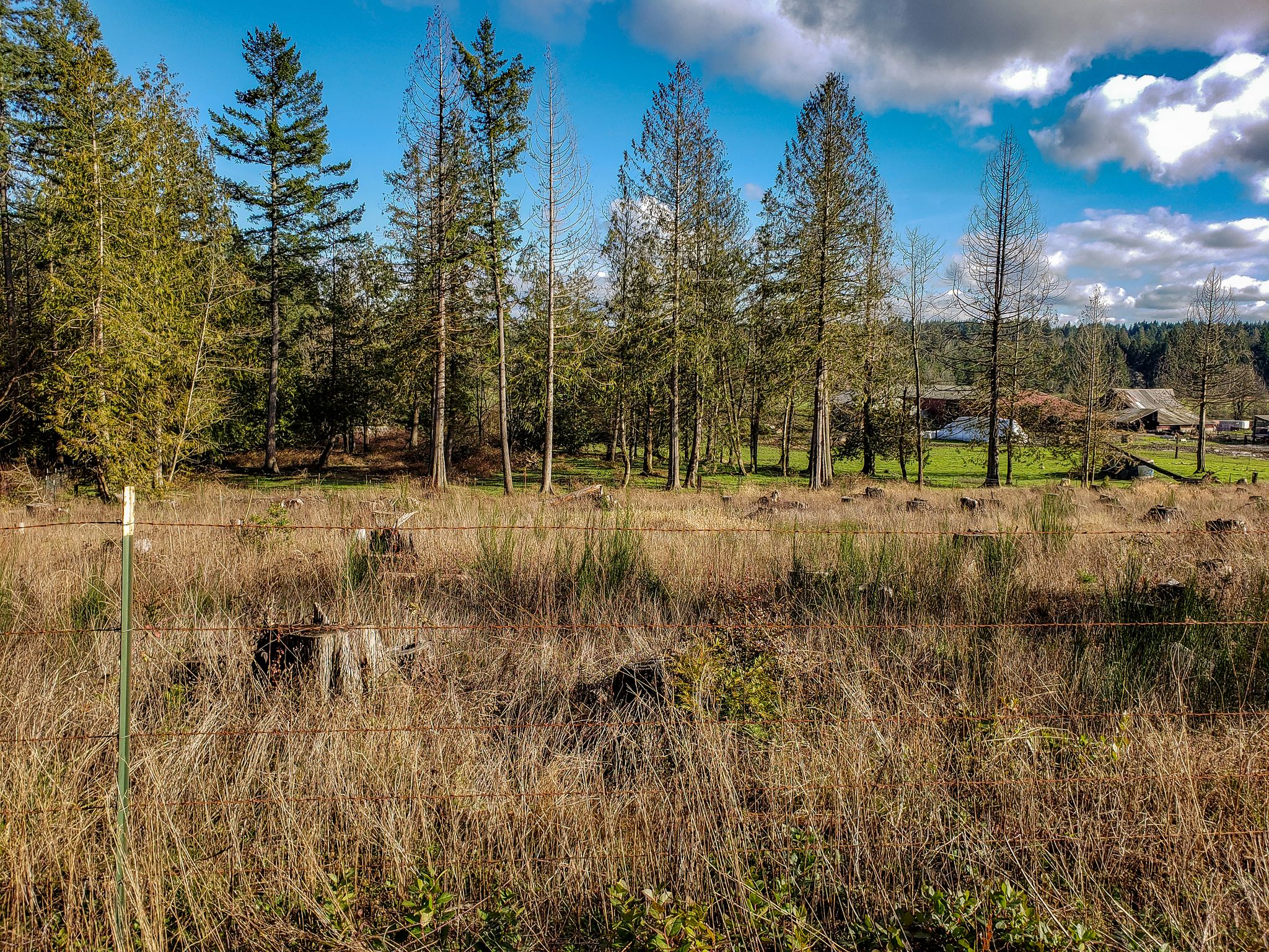 Grassy field with tall pine trees and distant buildings under clouds. - Chambers Lake – Chambers Lake loop from Lacey
