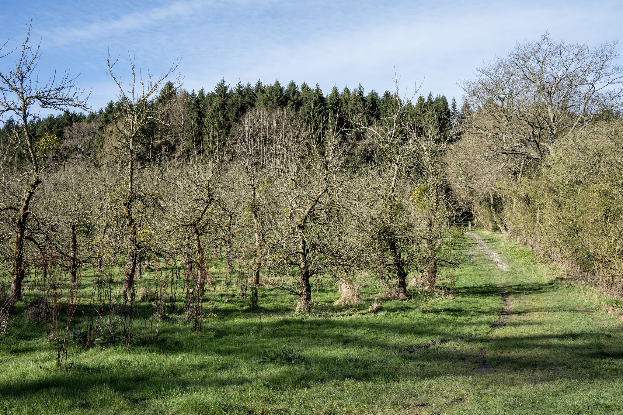The apple orchard