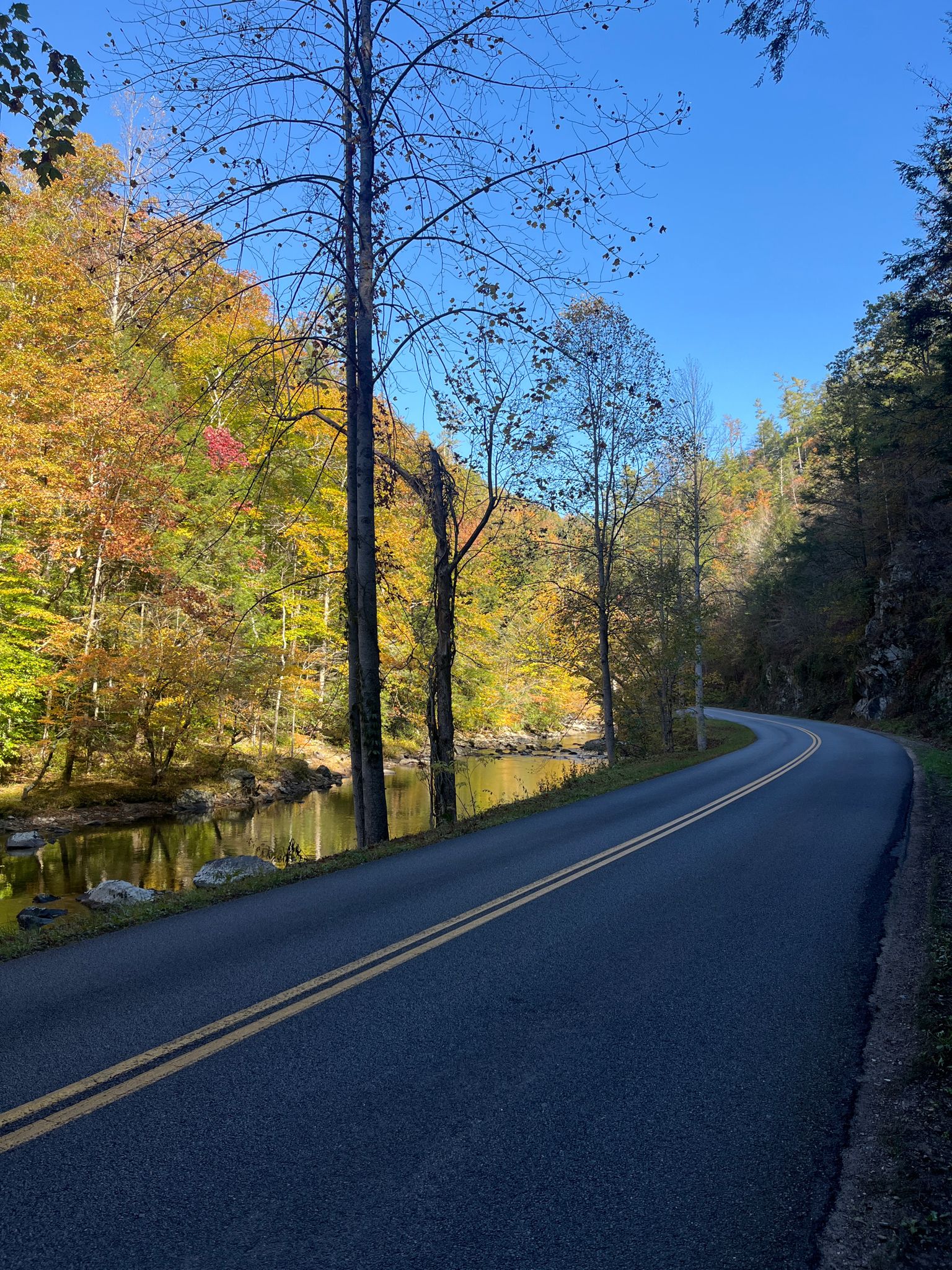 Paved road curves beside a river, flanked by vibrant autumn trees. - Maloney Point Viewpoint – Sugarland Mountain Trailhead loop from Waldens Creek