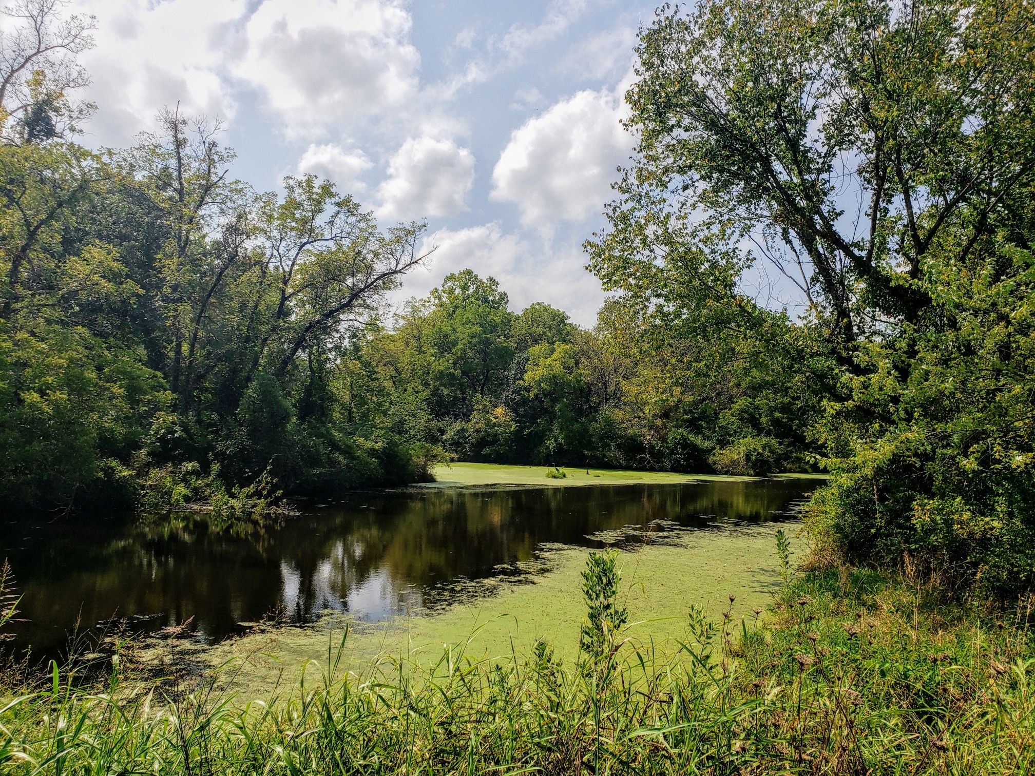 A calm pond covered in green algae, surrounded by dense green trees. - Little Blue Trace Trail