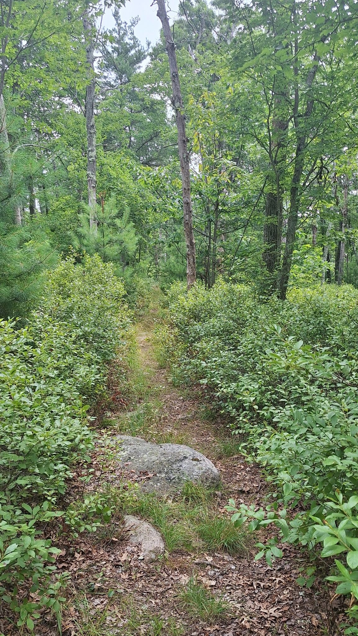 A narrow dirt path winding through dense green forest with a large rock. - Passing Douglas Cedar Swamp loop from Long Pond Preserve