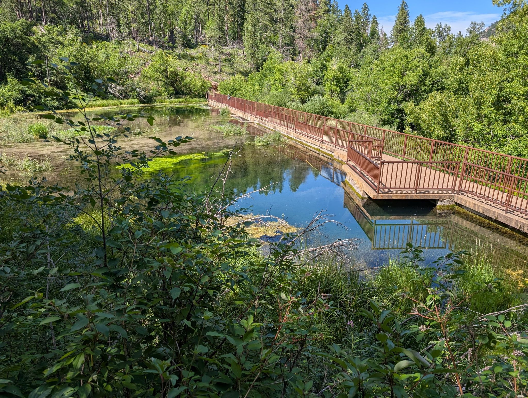 Wooden boardwalk extending over a green, murky pond in a forest. - Spearfish Canyon loop