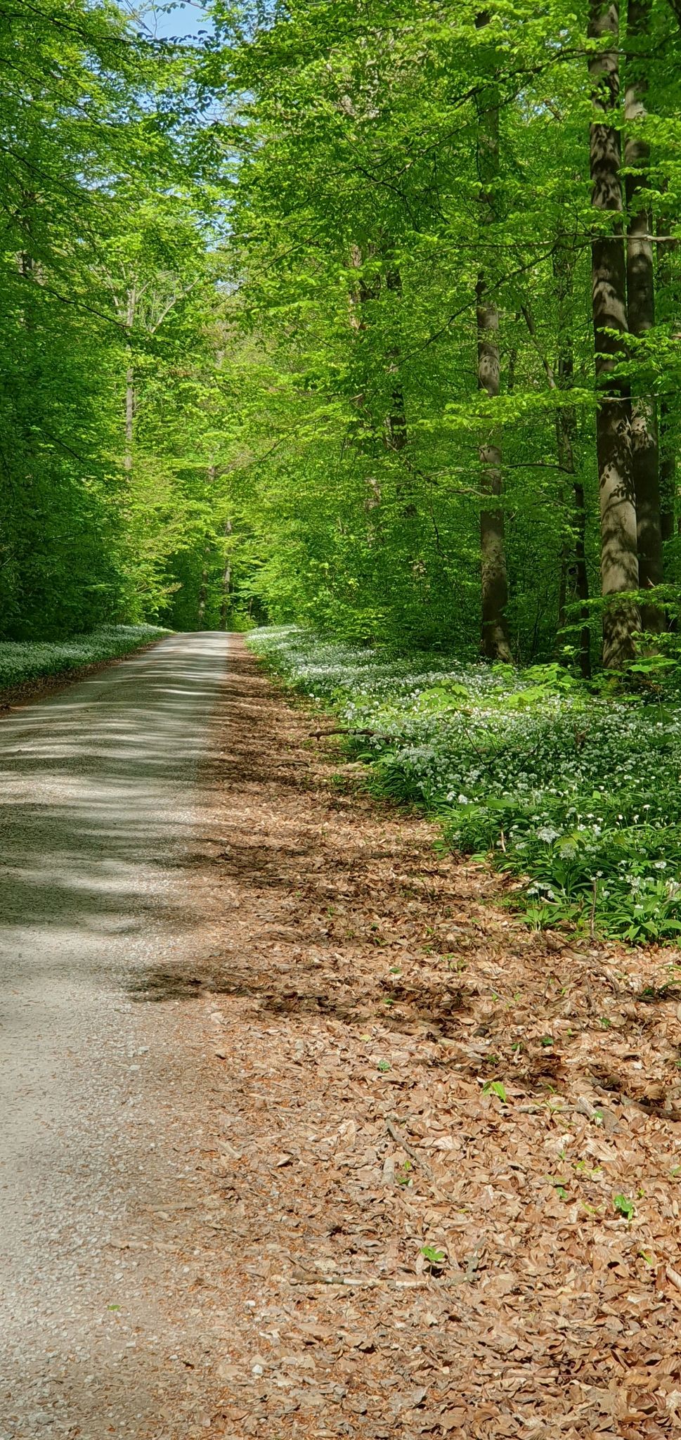 Bärlauch-Allee