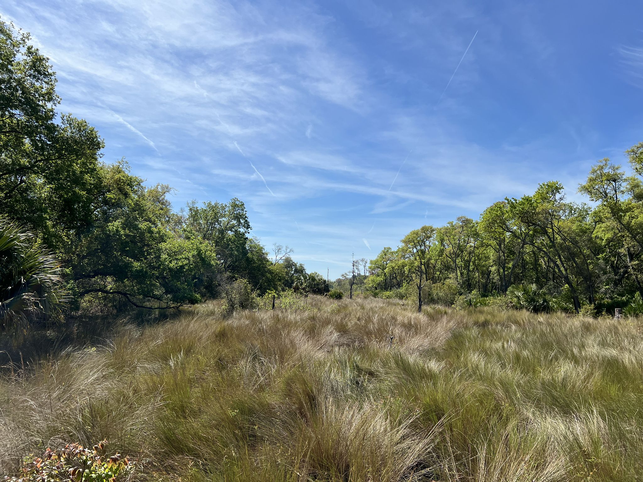 Sunny field of tall grass bordered by dense green trees under blue sky. - Guana Tolomato Matanzas loop