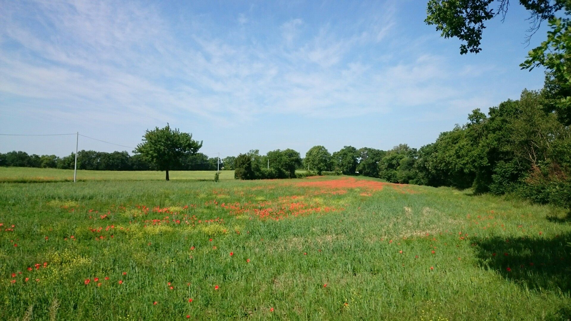 Mohn