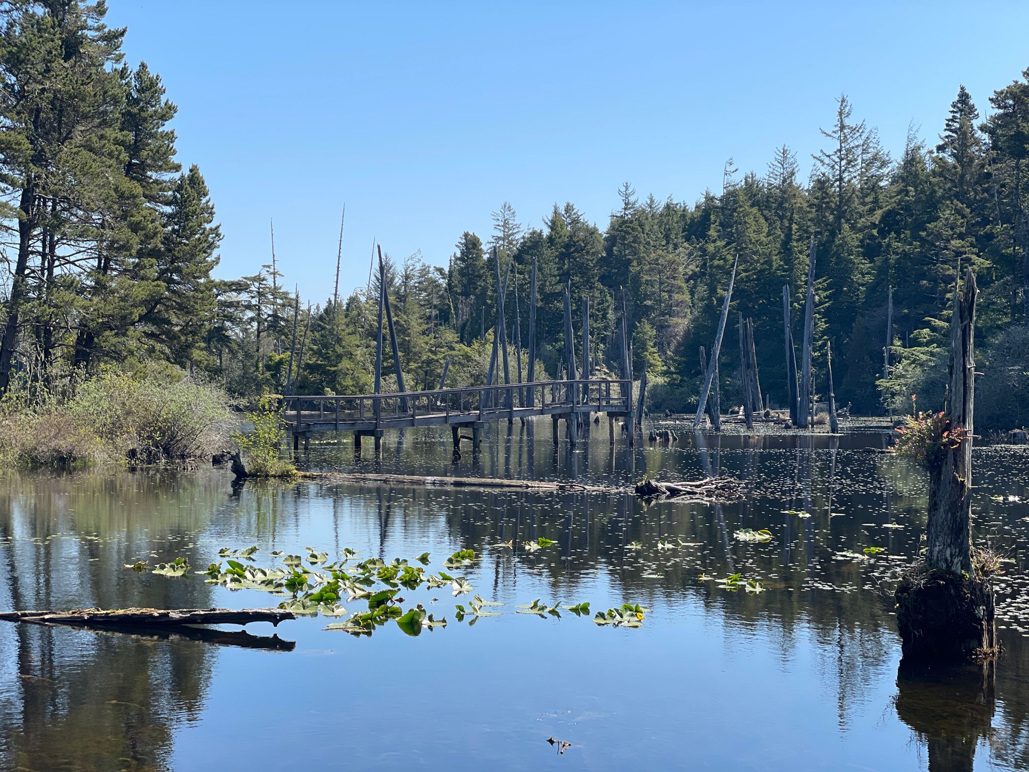 Sunny lake with lily pads, dead trees, and a wooden bridge to the forest. - John Topits Park loop
