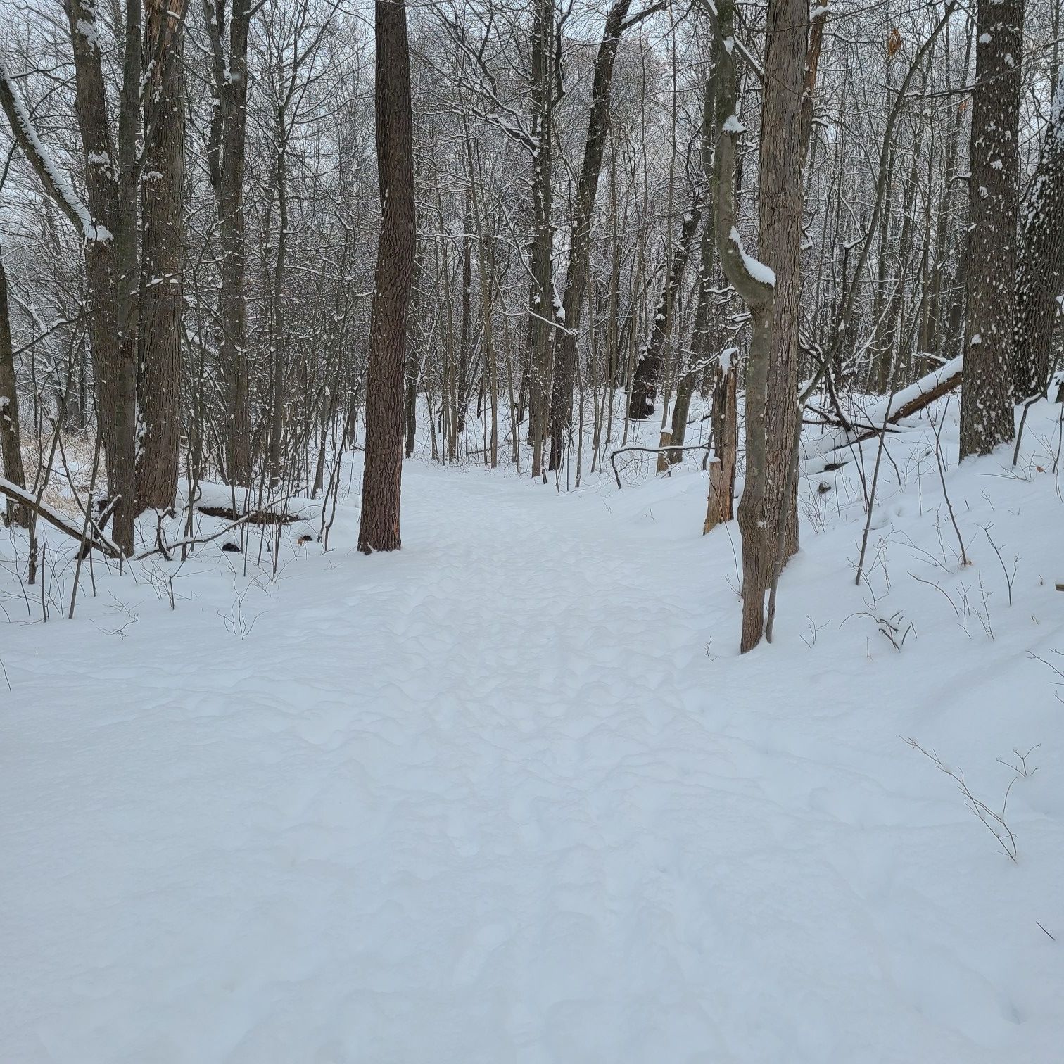 A snow-covered path with footprints winds through a dense winter forest. - West Lake Wetland Walk and Bog Walk