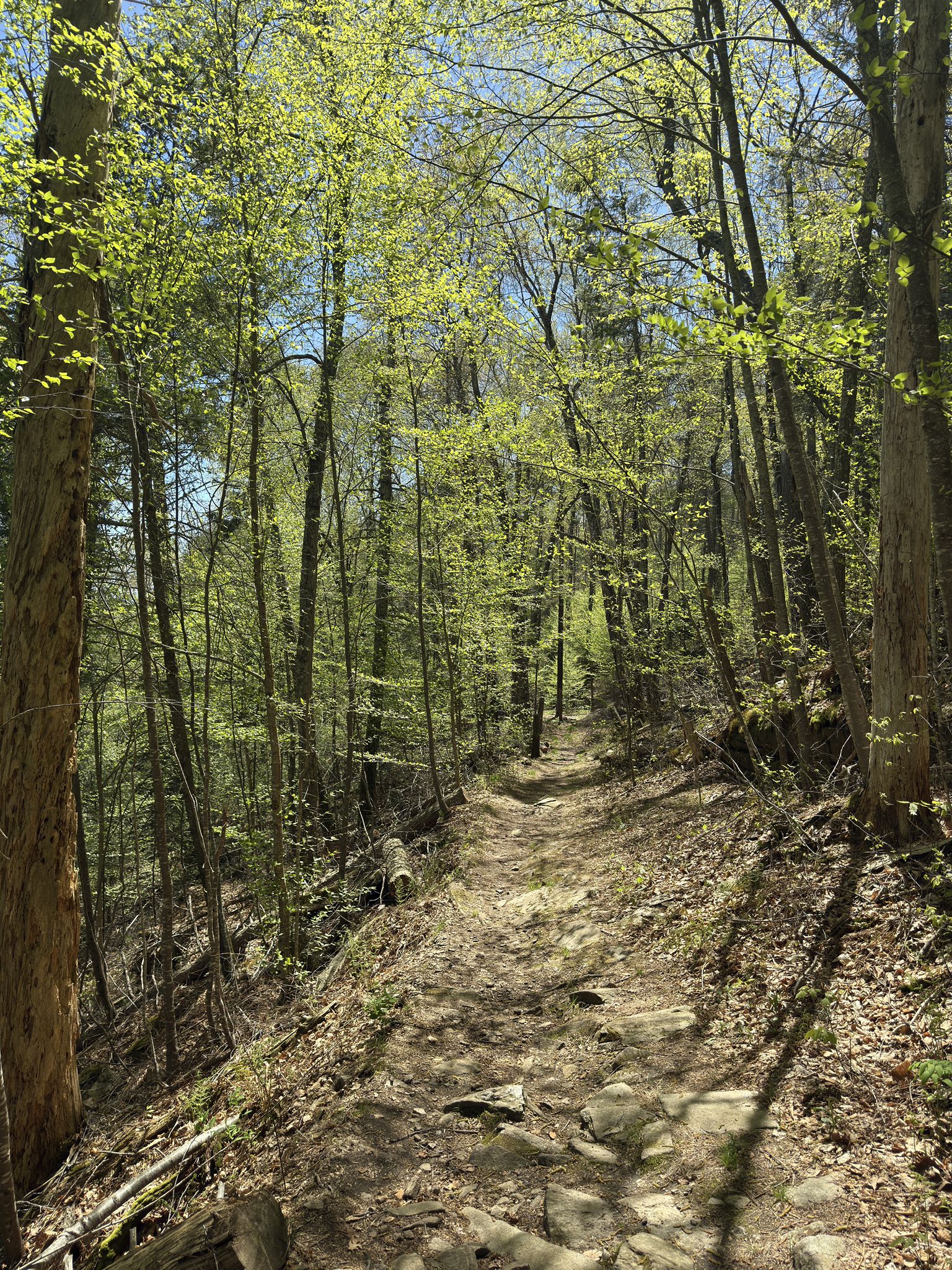 A sunlit forest path winds uphill through trees with bright green leaves. - Roxbury Mines