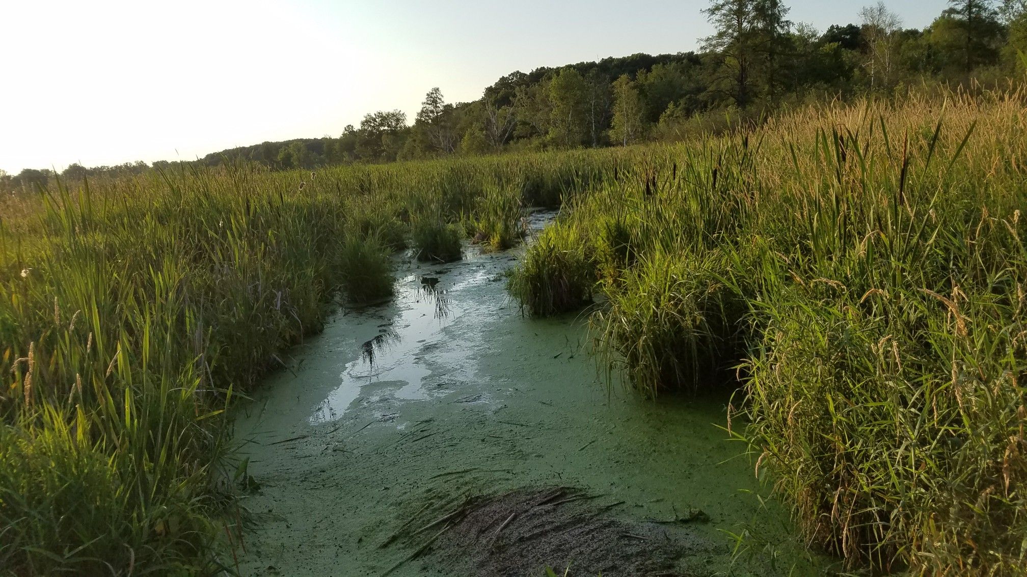 Narrow green algae-covered waterway through tall reeds with distant trees under bright light. - Dragonfly Loop