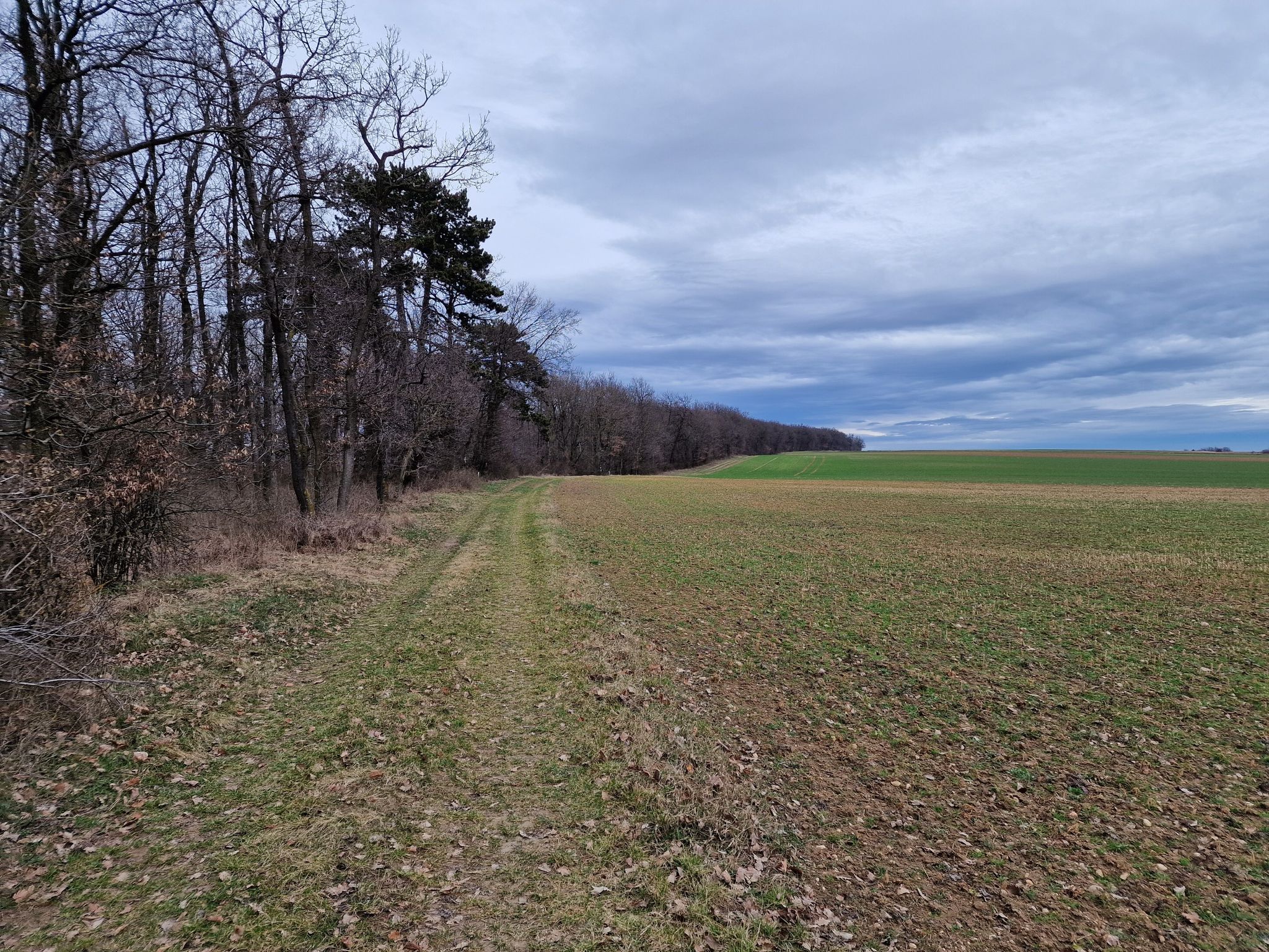 Am Waldrand oberhalb von Fahndorf