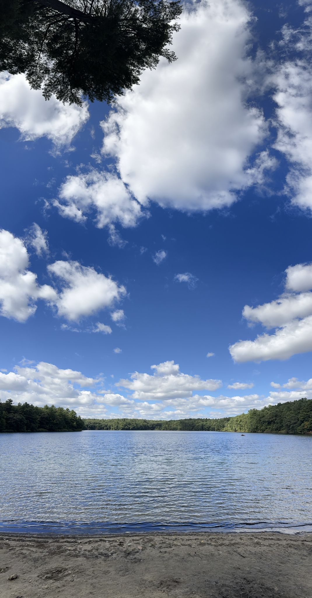 Lake with sandy shore under a bright blue sky and fluffy clouds. - Main Beach at Walden Pond – Walden Pond Beach loop from Maynard