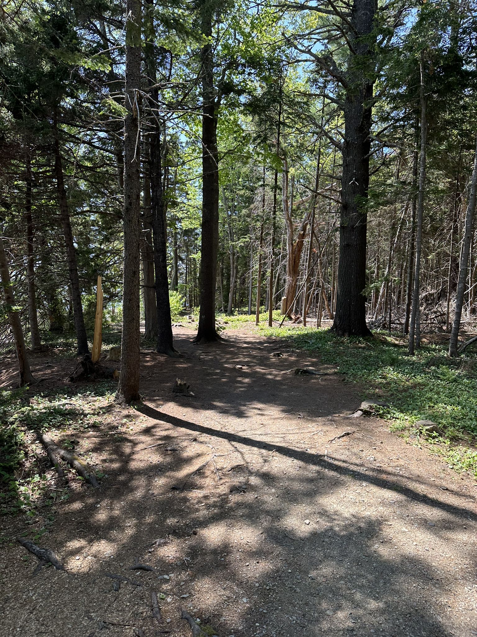 Sunny forest clearing with tall trees and dappled light on the ground. - Moose Trail